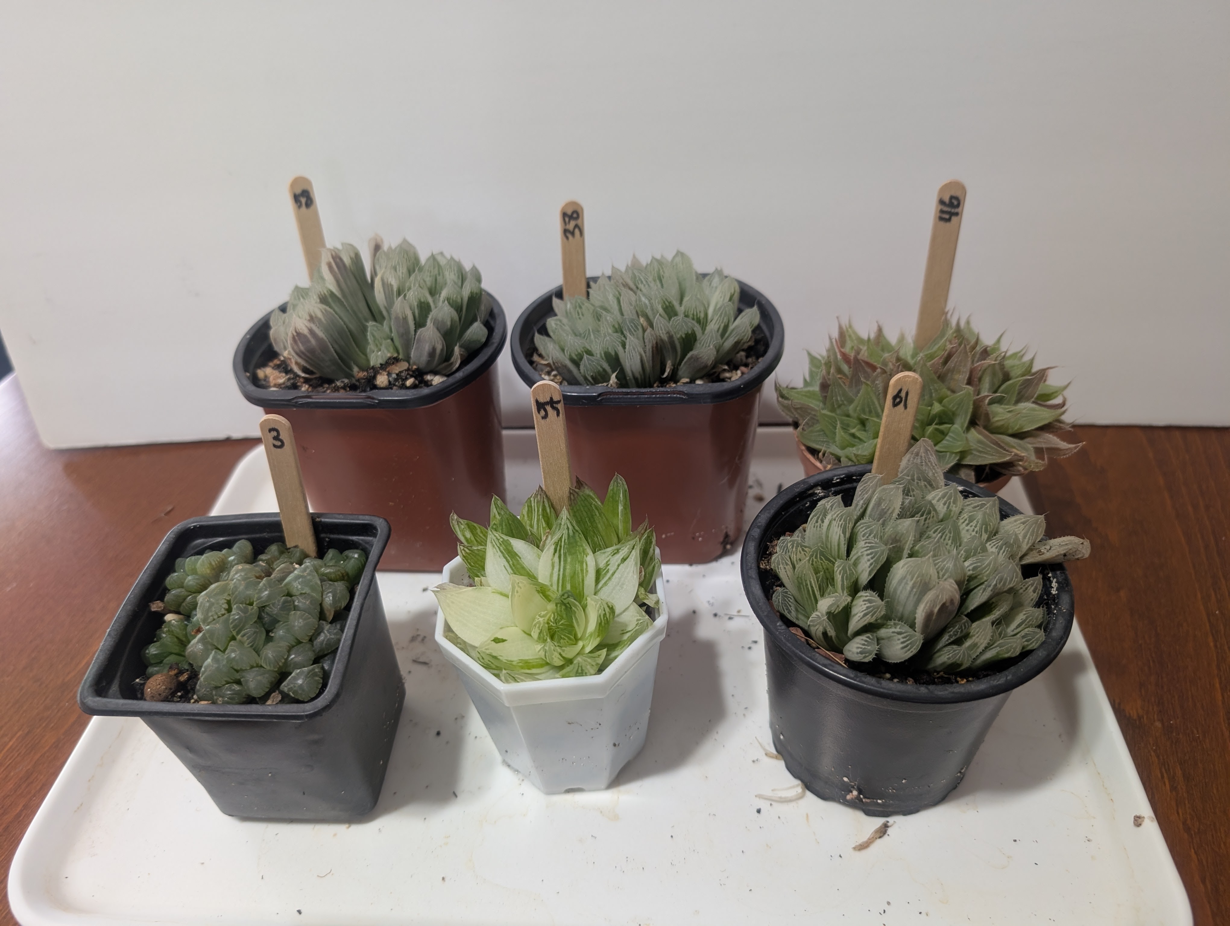 haworthia tropical succulents mini houseplants - photo 2