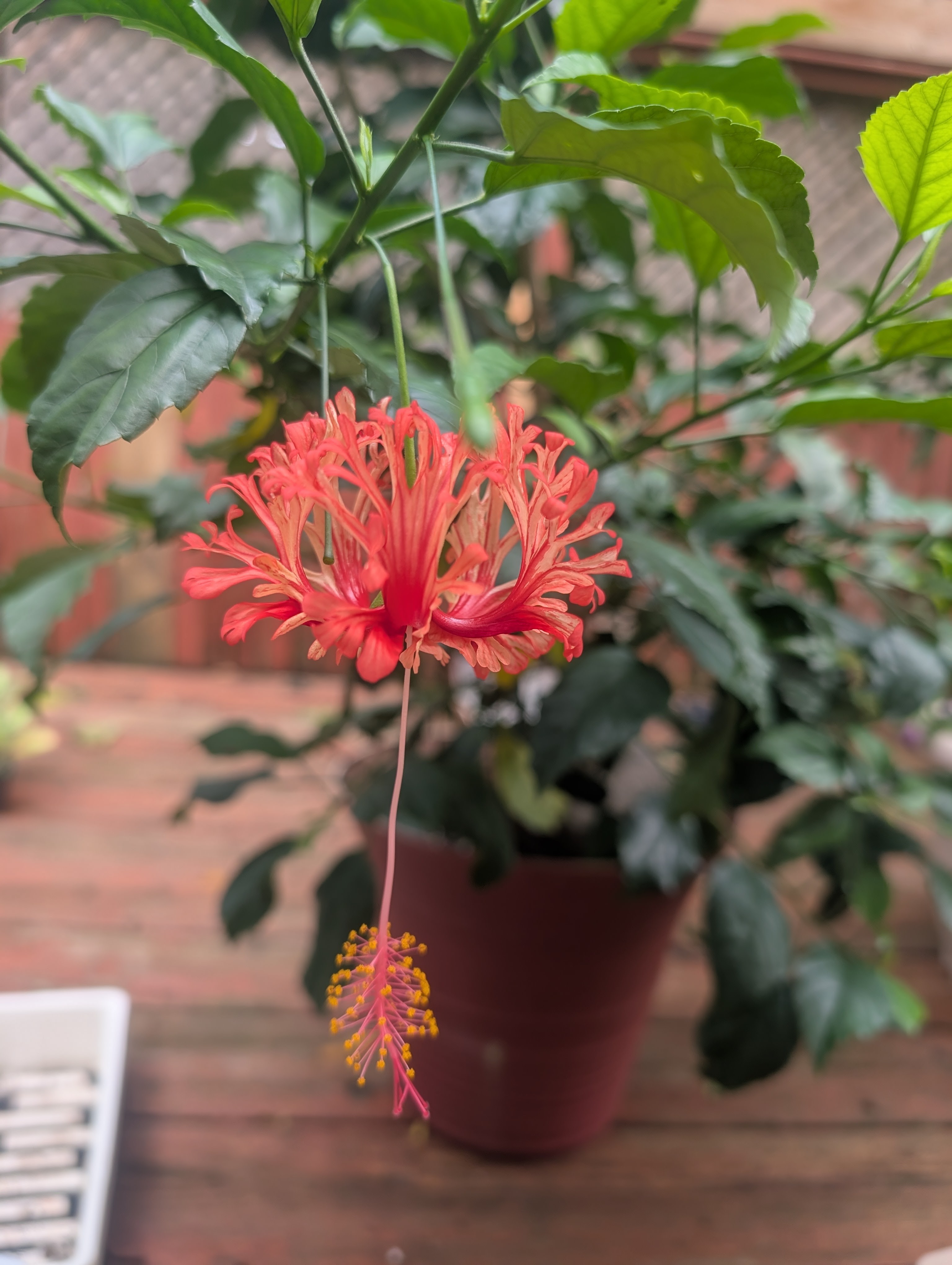 hibiscus schizopetalus rare tropical plant tree flowering size
