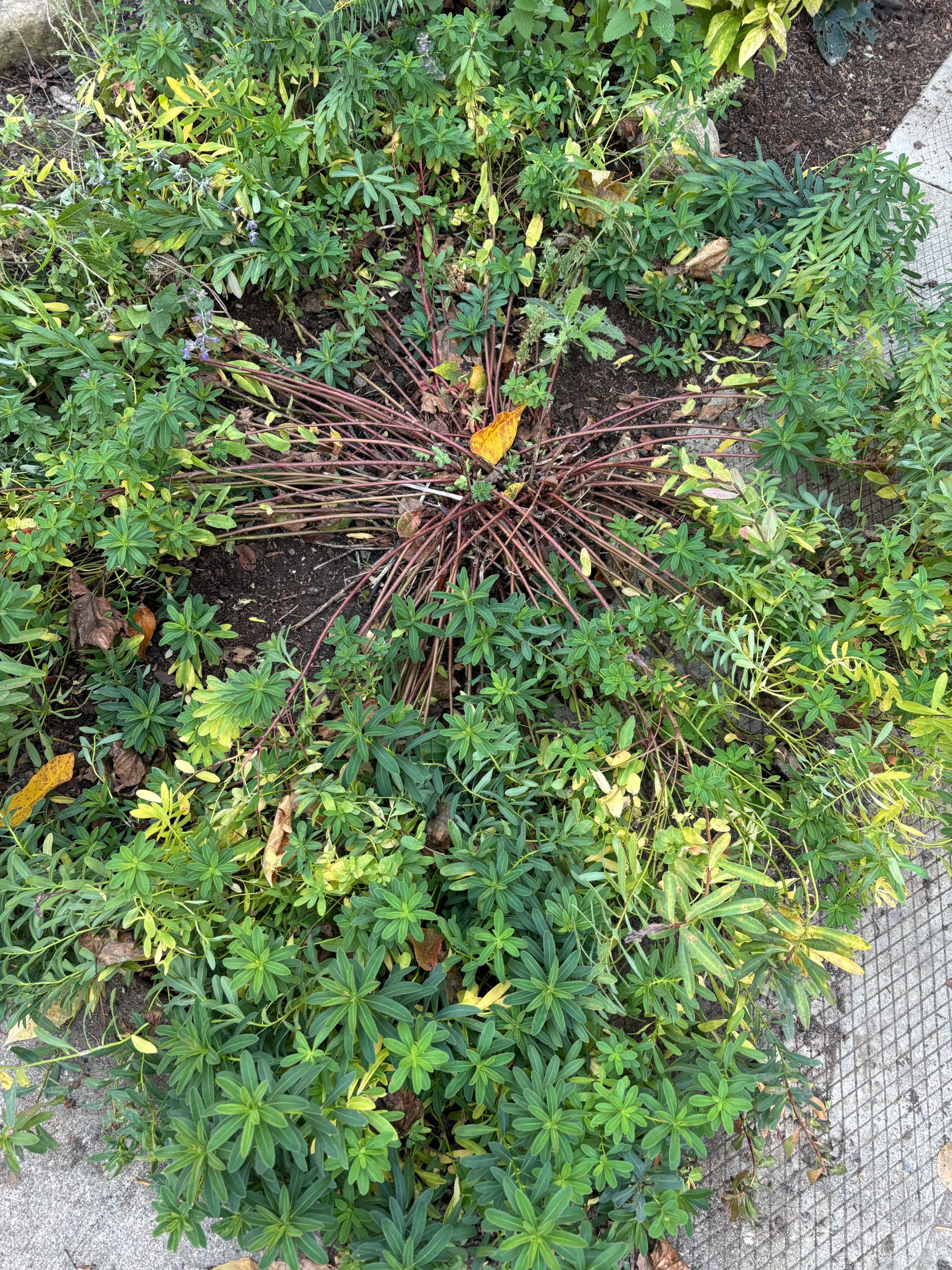 Cushion Spurge