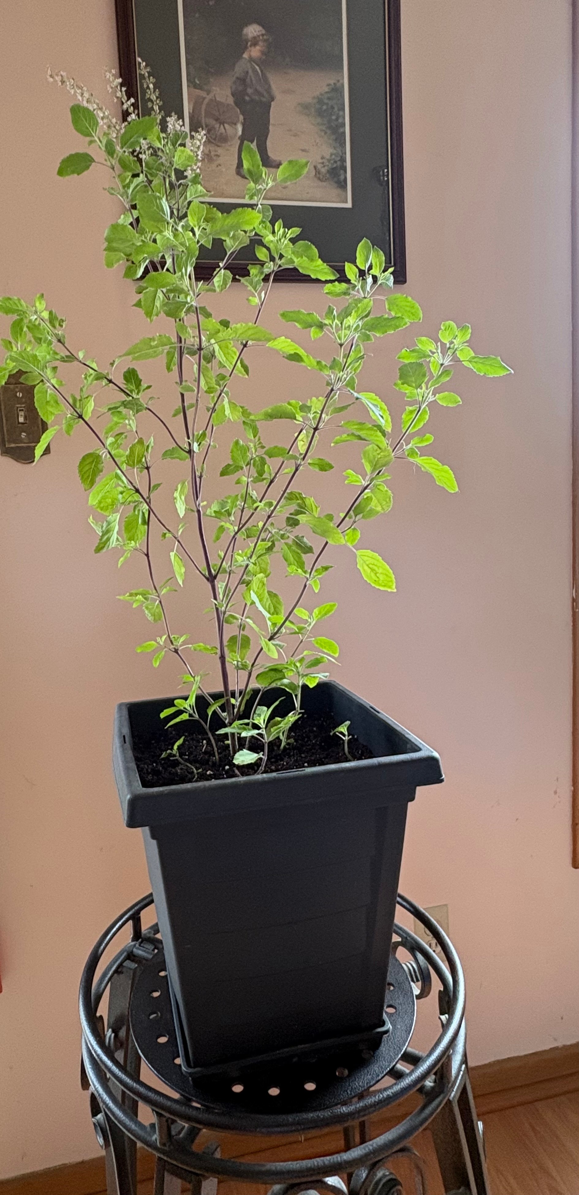 Holy Basil Plant in Square Pot - photo 2