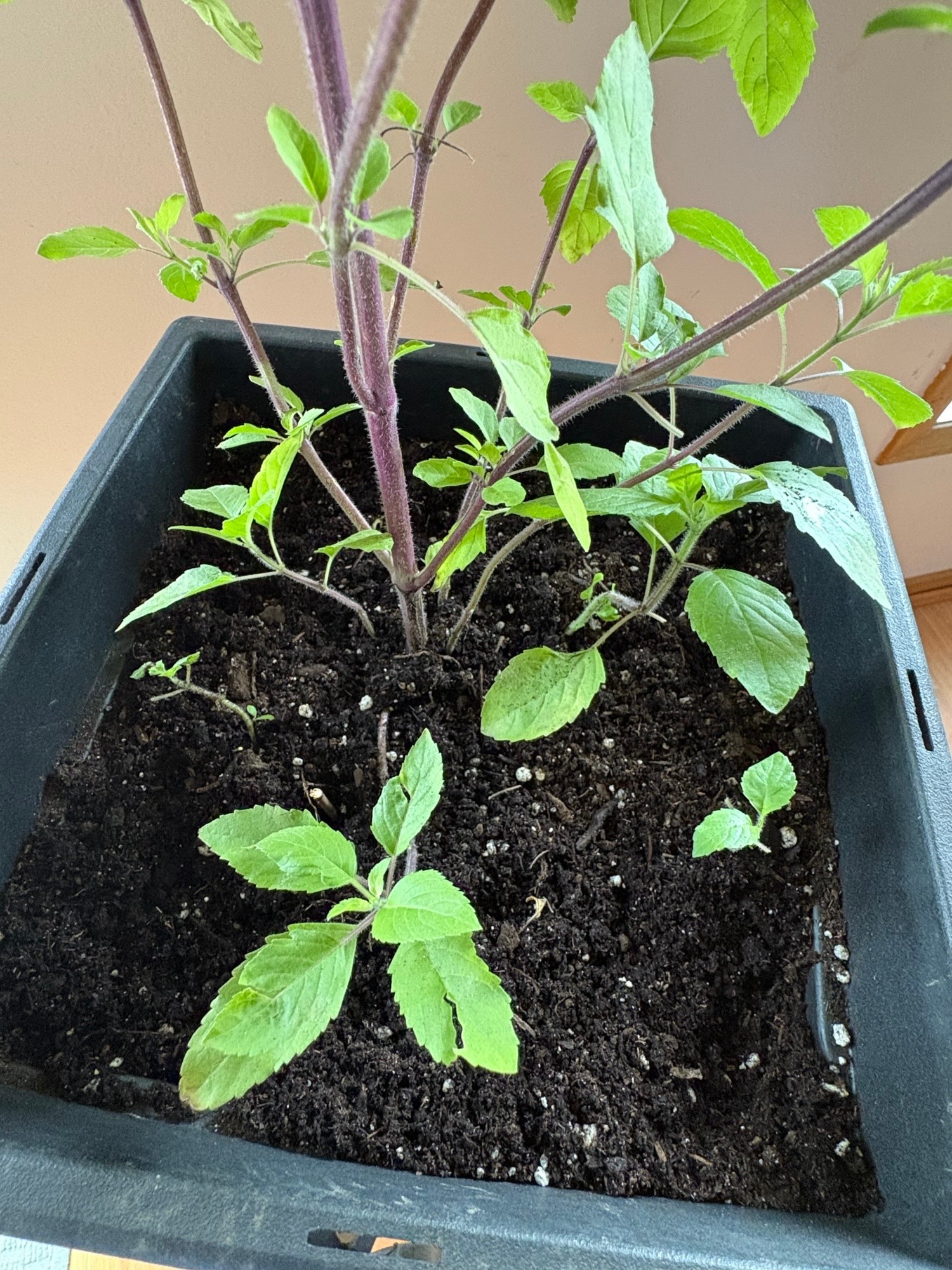 Holy Basil Plant in Square Pot - photo 3