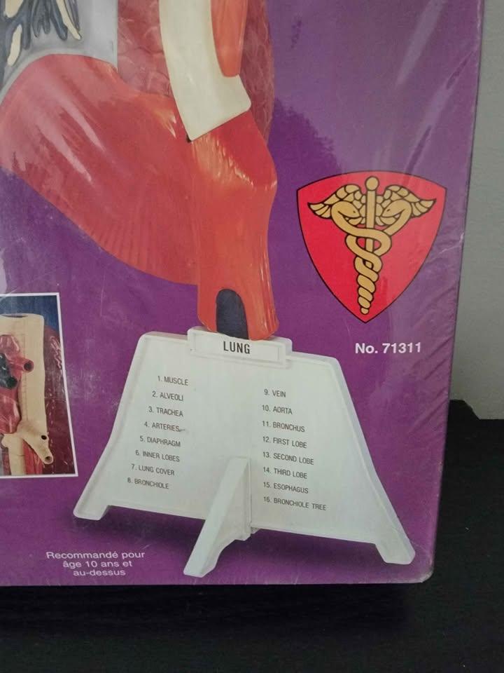 LINDBERG #71311 HUMAN LUNG MODEL KIT NEW IN ORIGINAL BOX, SEALED - photo 4