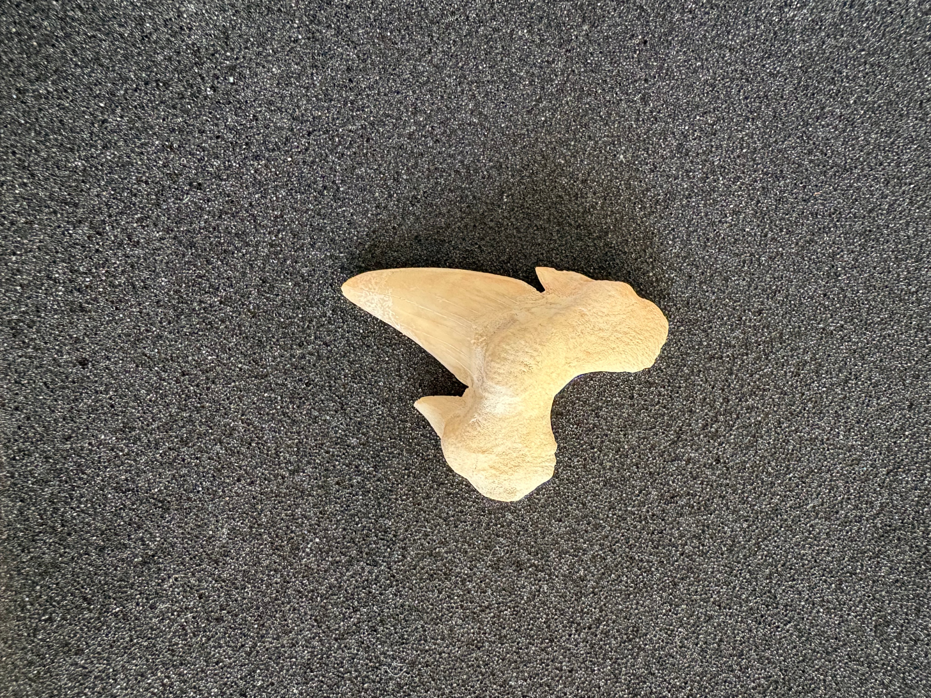 Fossilized Shark Tooth