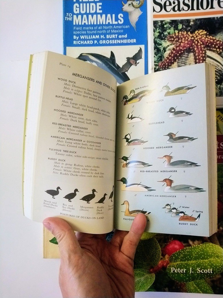 Nature Field Guides! - photo 2