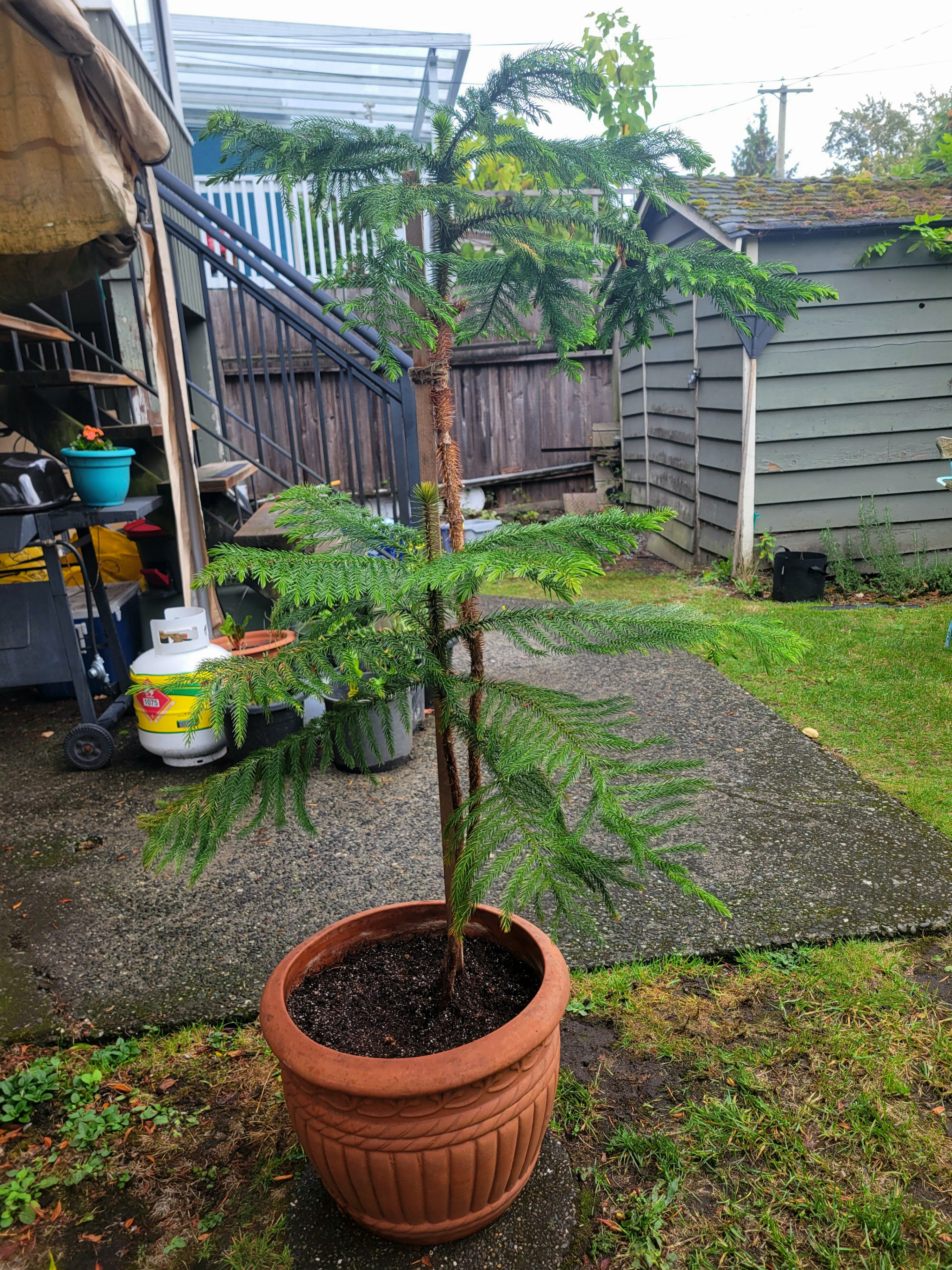 Two Norfolk Pine Trees in Ceramic Planter (4.4 ft) - photo 3