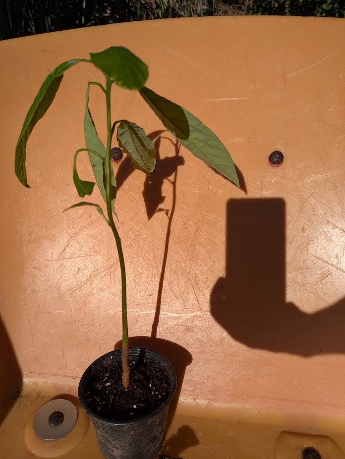 Jamaican Avocao Plant for indoors