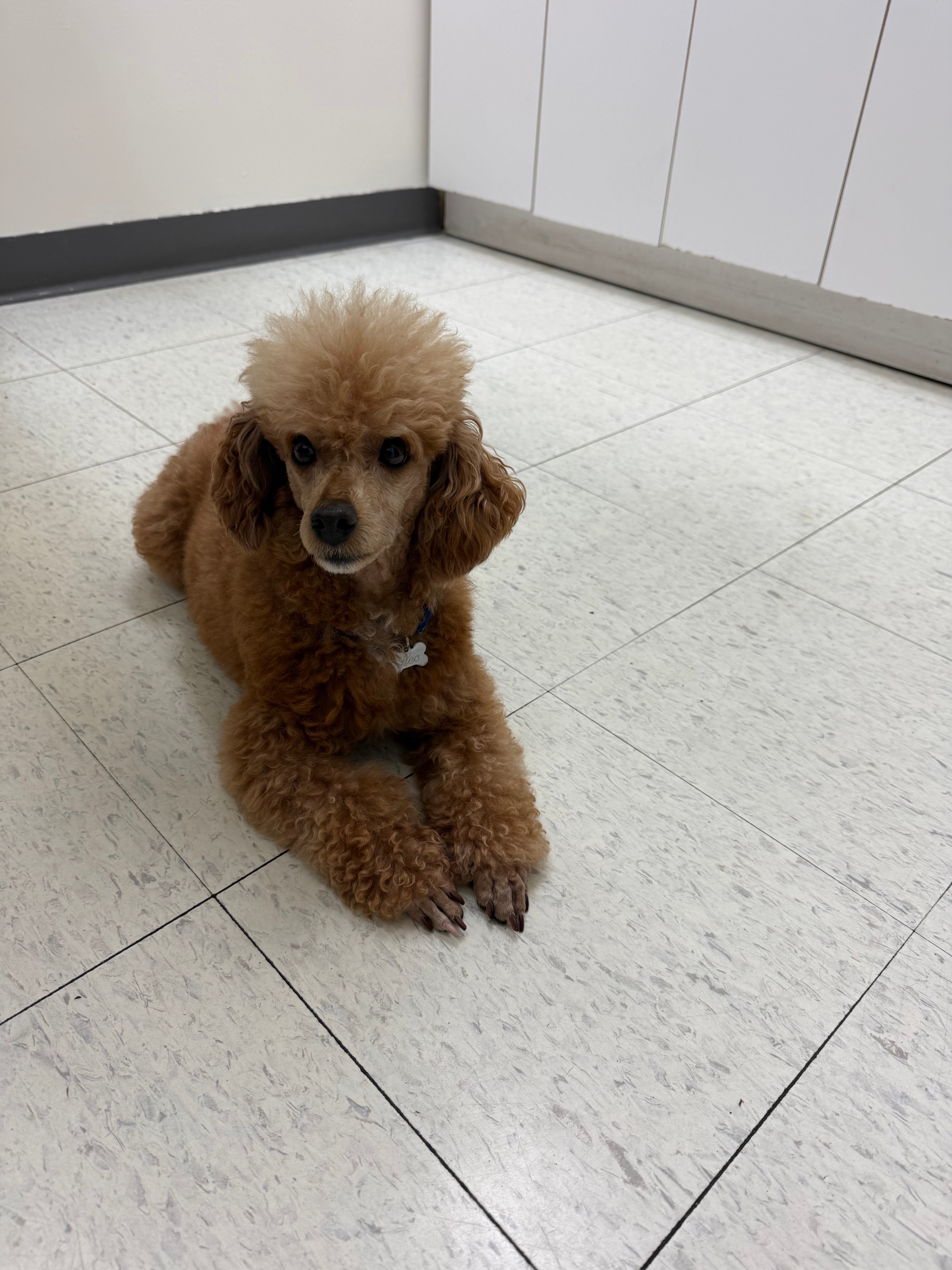 Loving Pet Boarding & In-Home Care – A True Home Away From Home! - photo 4