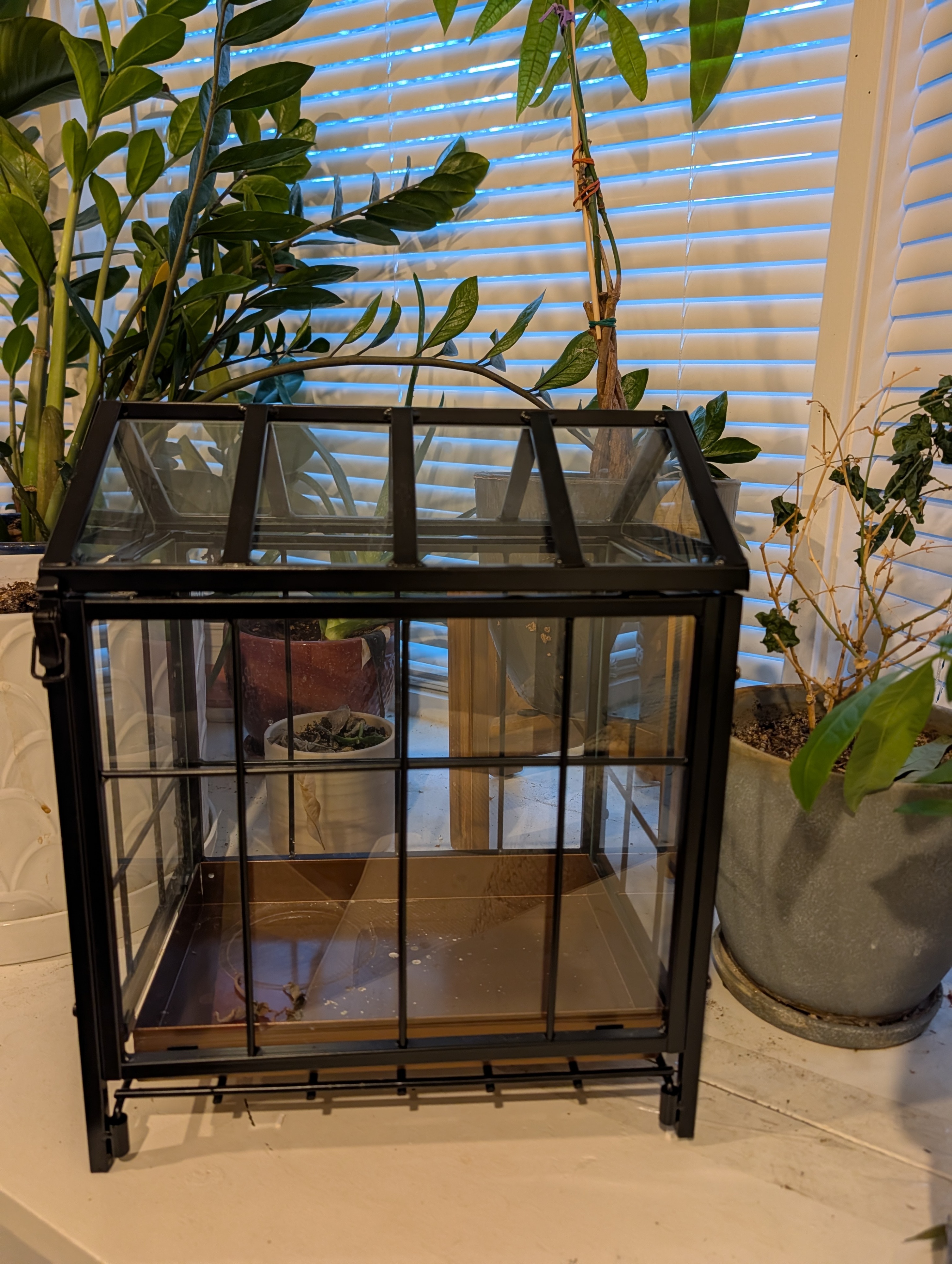 Panacea Glass Terrarium with Plant Tray, Steel, Black