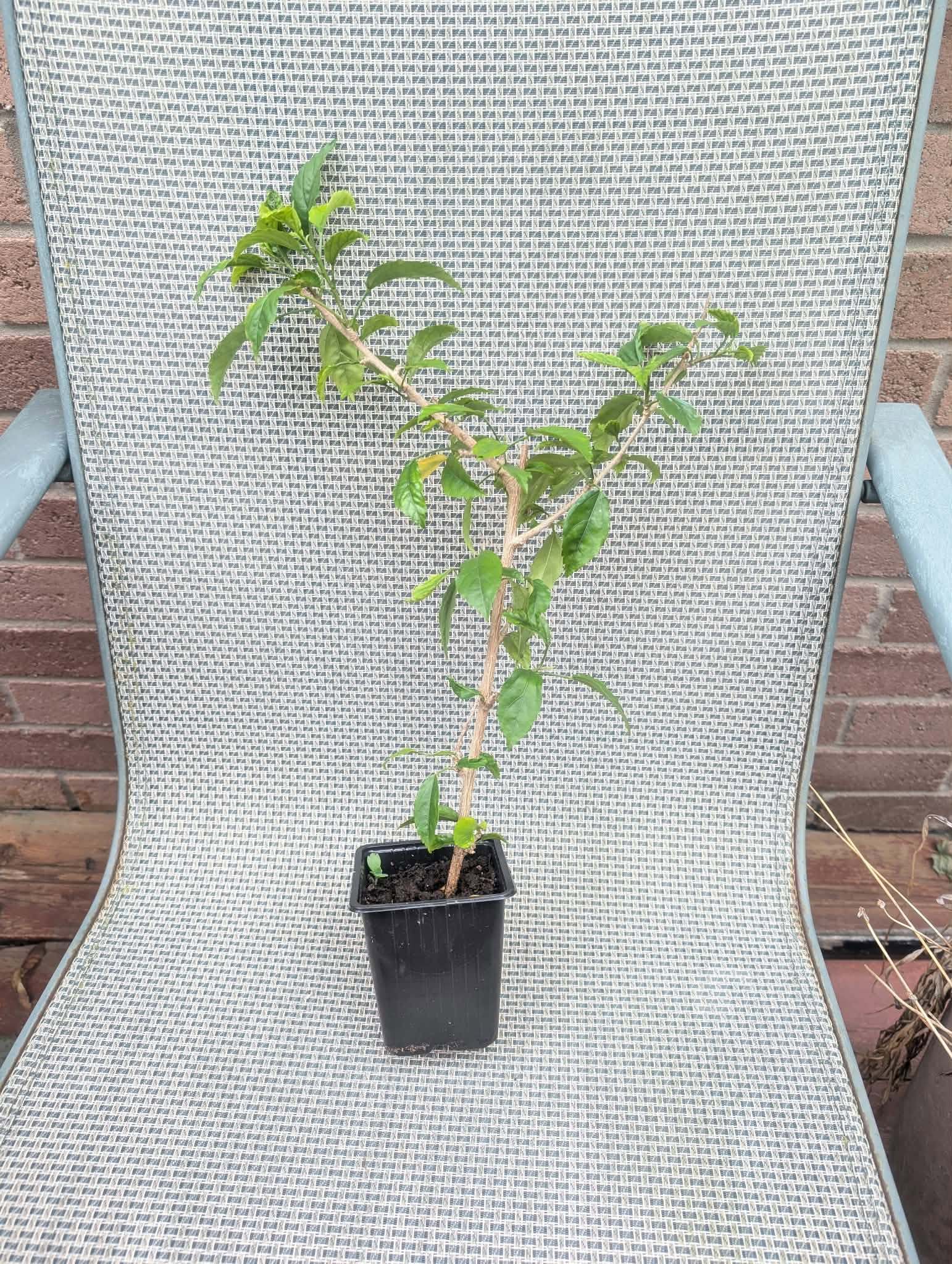 hibiscus schizopetalus rare tropical plant tree flowering size - photo 3