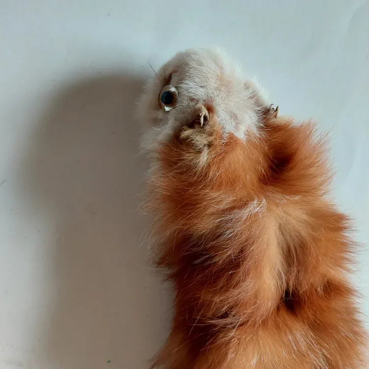 Ferret Pelt - photo 2