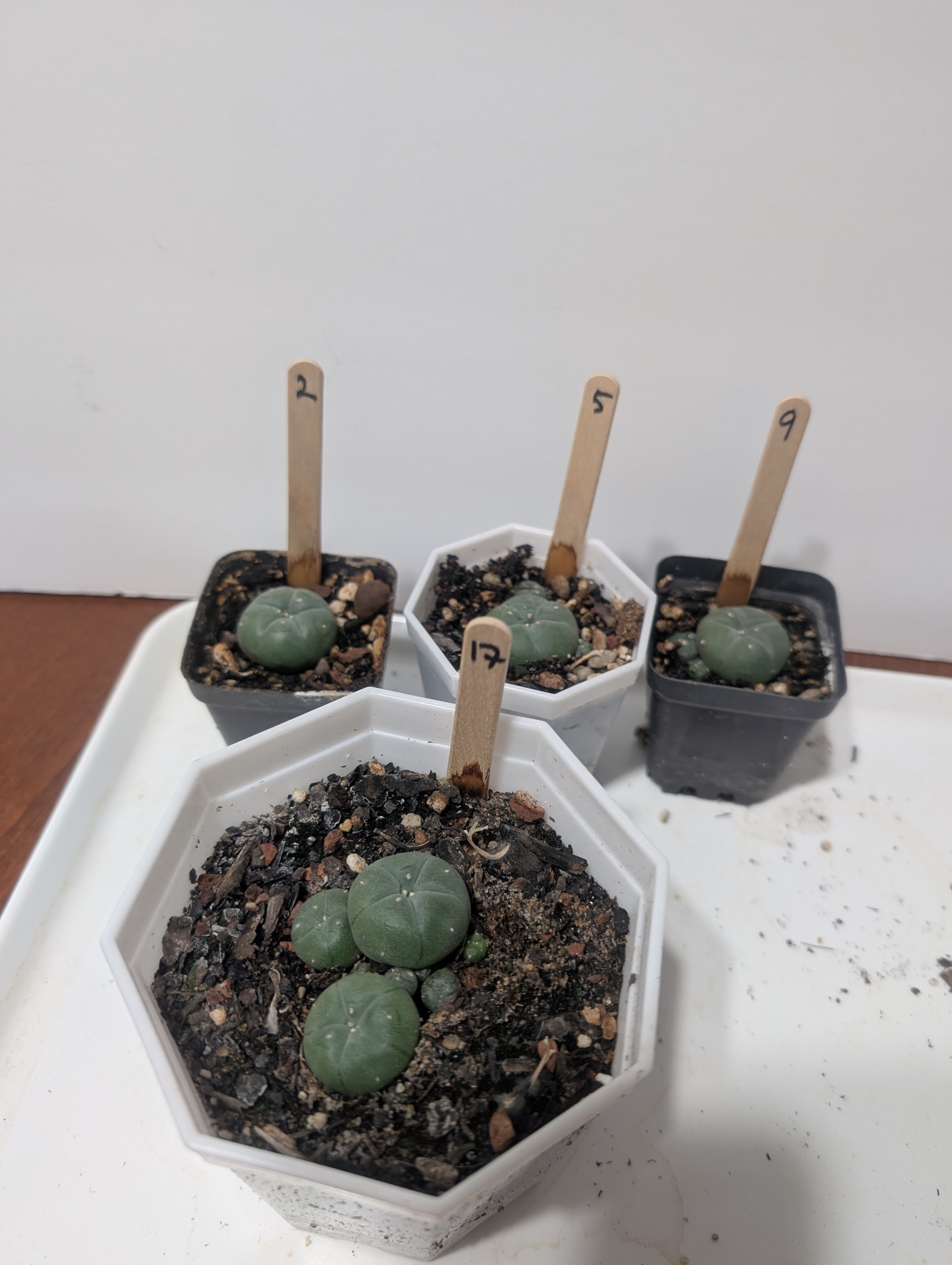 lophophora williamsii var caespitosa peyote cactus