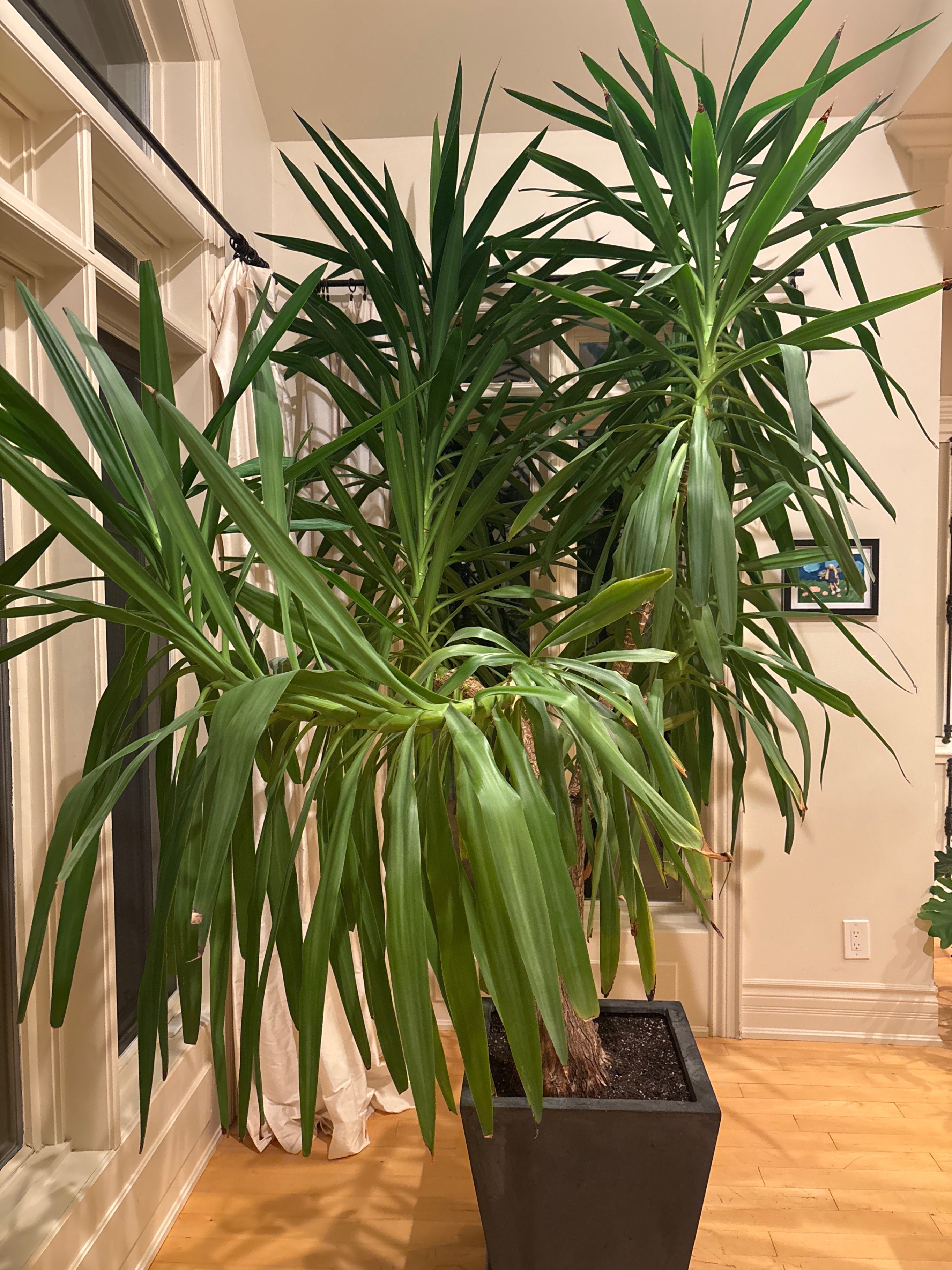 Mature Statement Plant