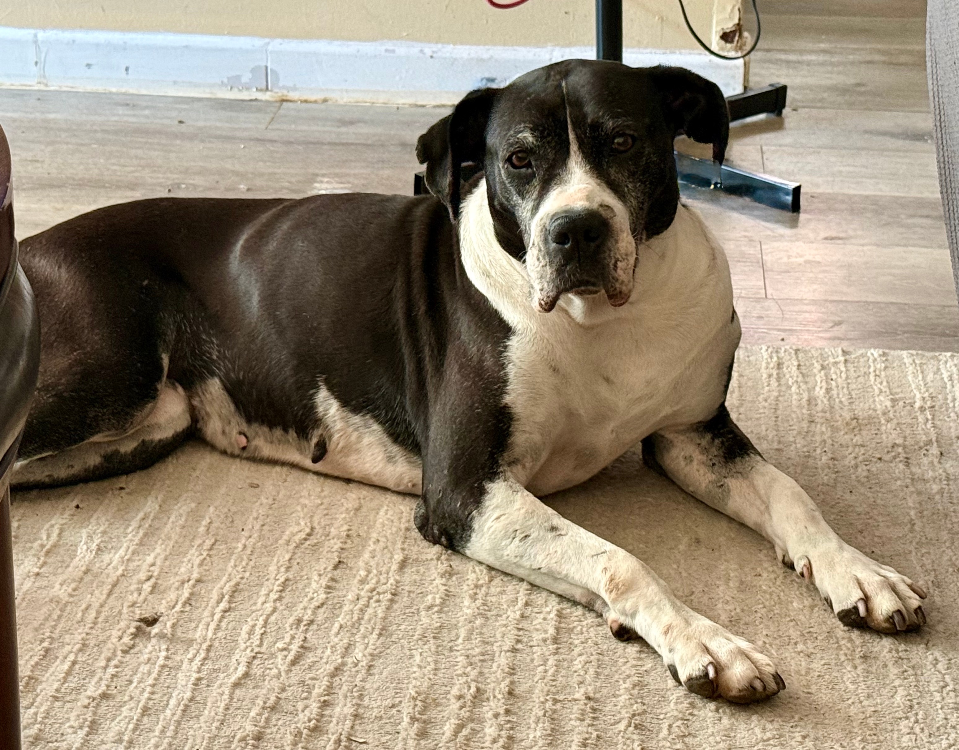 Loving Pet Boarding & In-Home Care – A True Home Away From Home! - photo 3