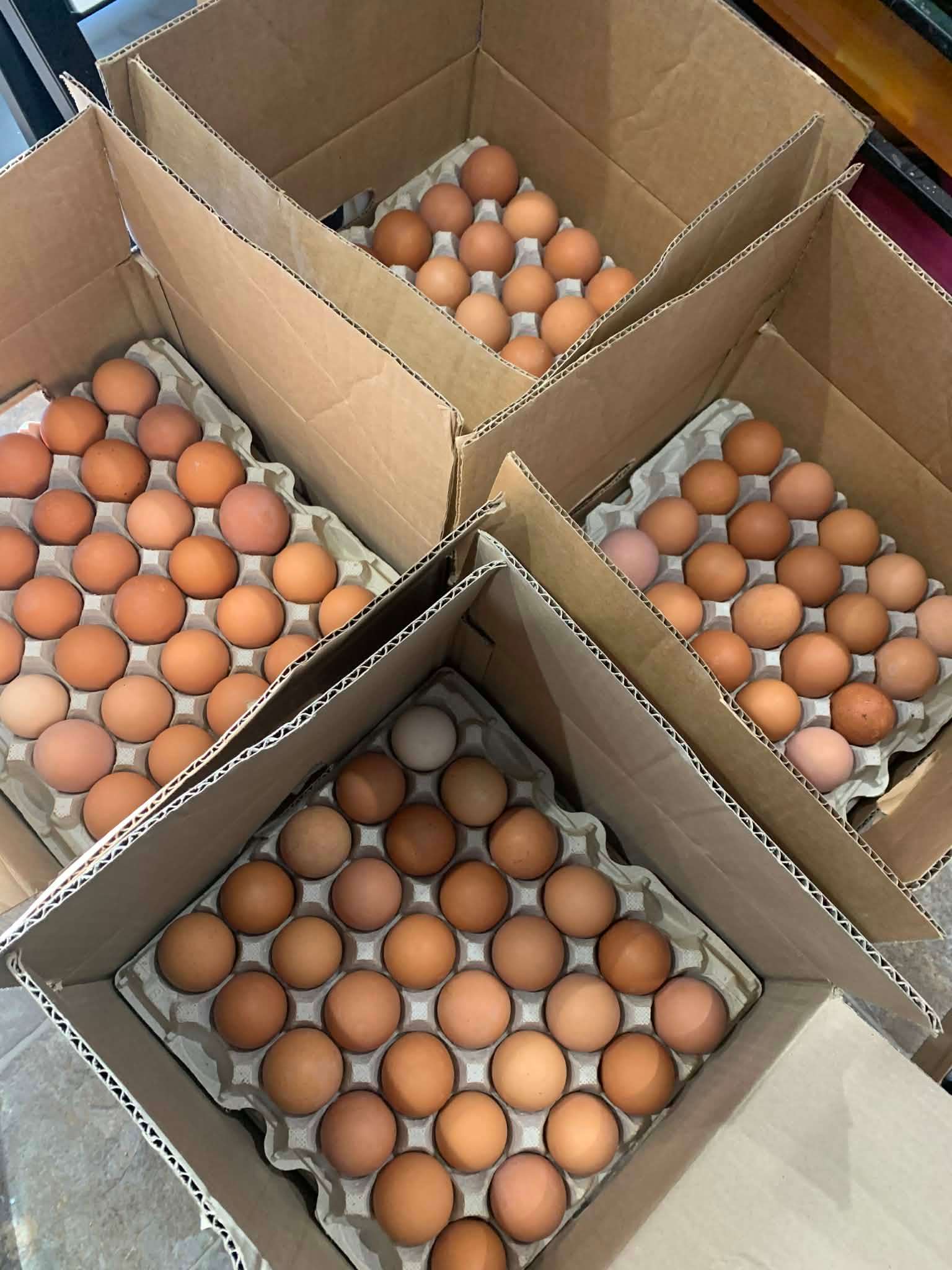 Organic Brown (UNWASHED) eggs from free-range chickens