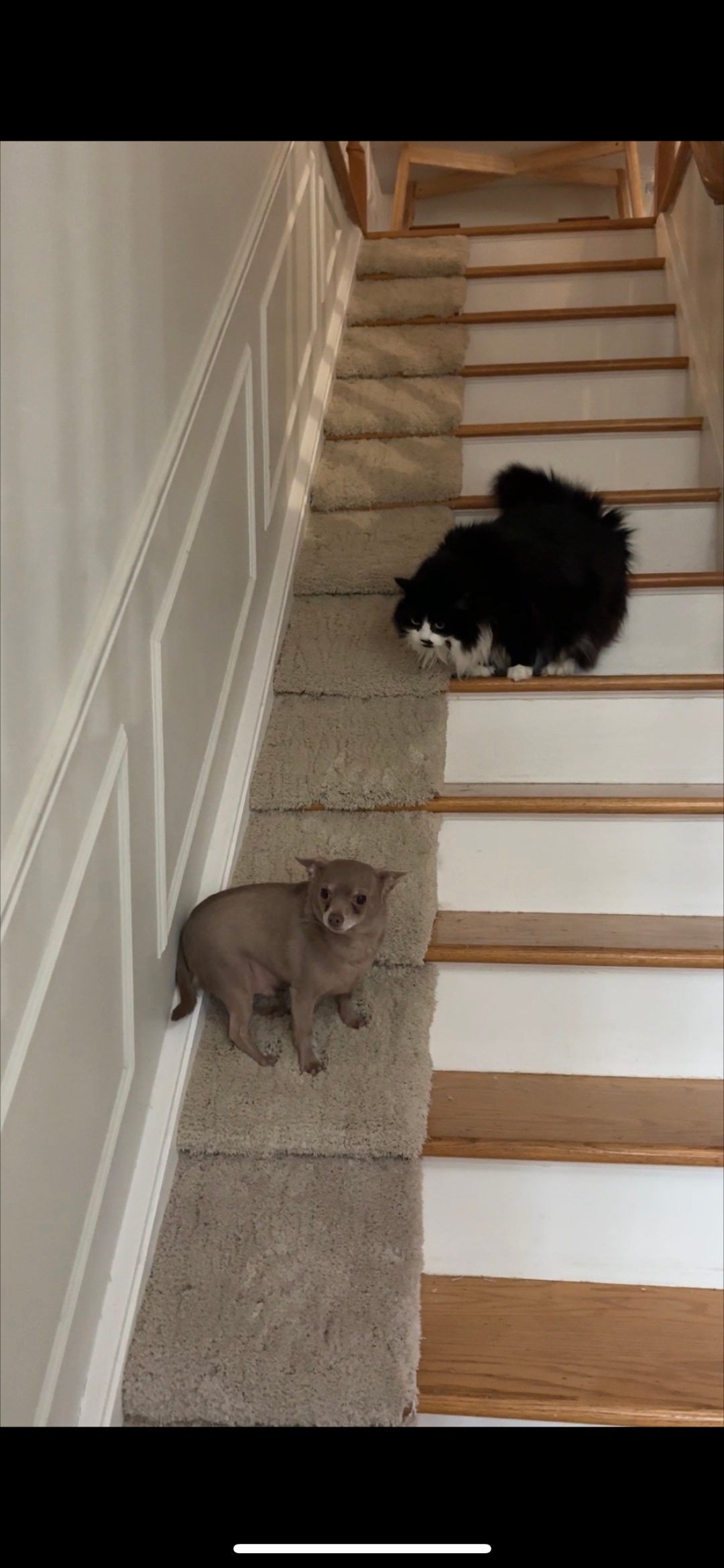 Individual Stair Ramps for Small/Older Dogs, Buy 1 or up to 11
