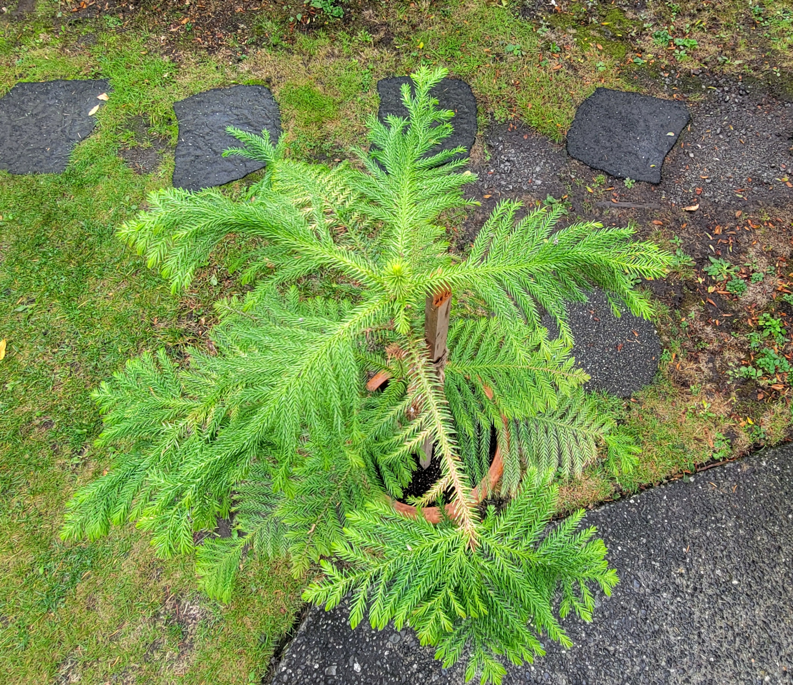 Two Norfolk Pine Trees in Ceramic Planter (4.4 ft) - photo 4