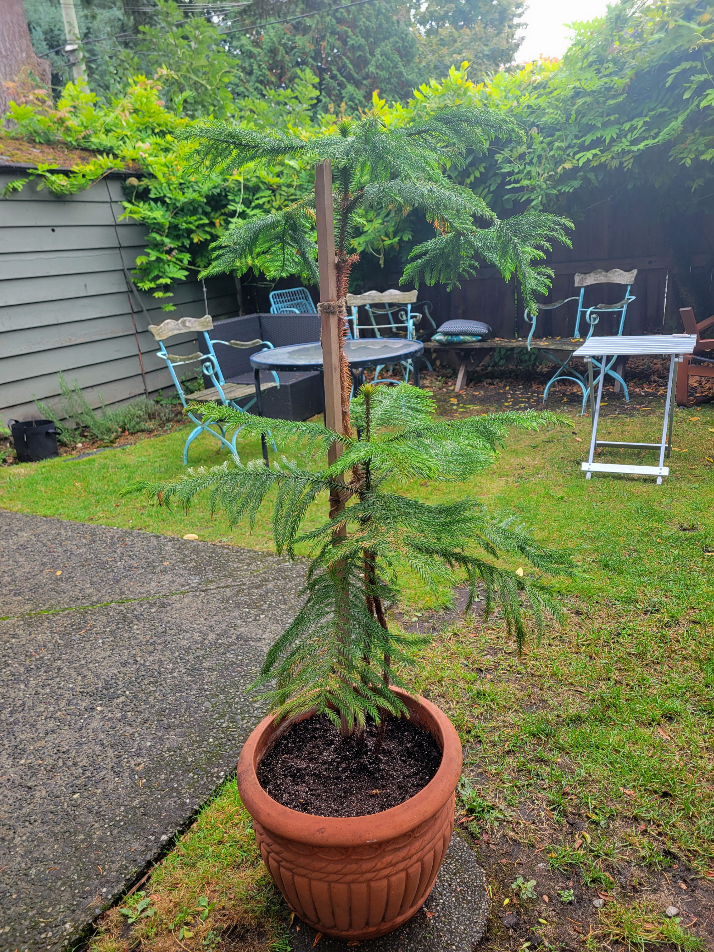 Two Norfolk Pine Trees in Ceramic Planter (4.4 ft)