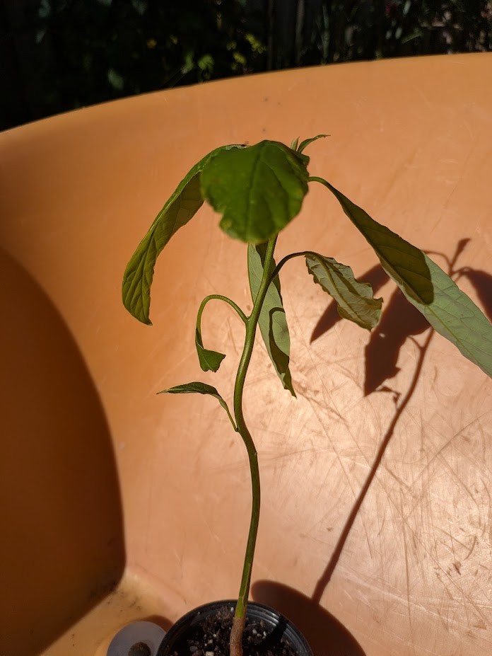 Jamaican Avocao Plant for indoors - photo 4