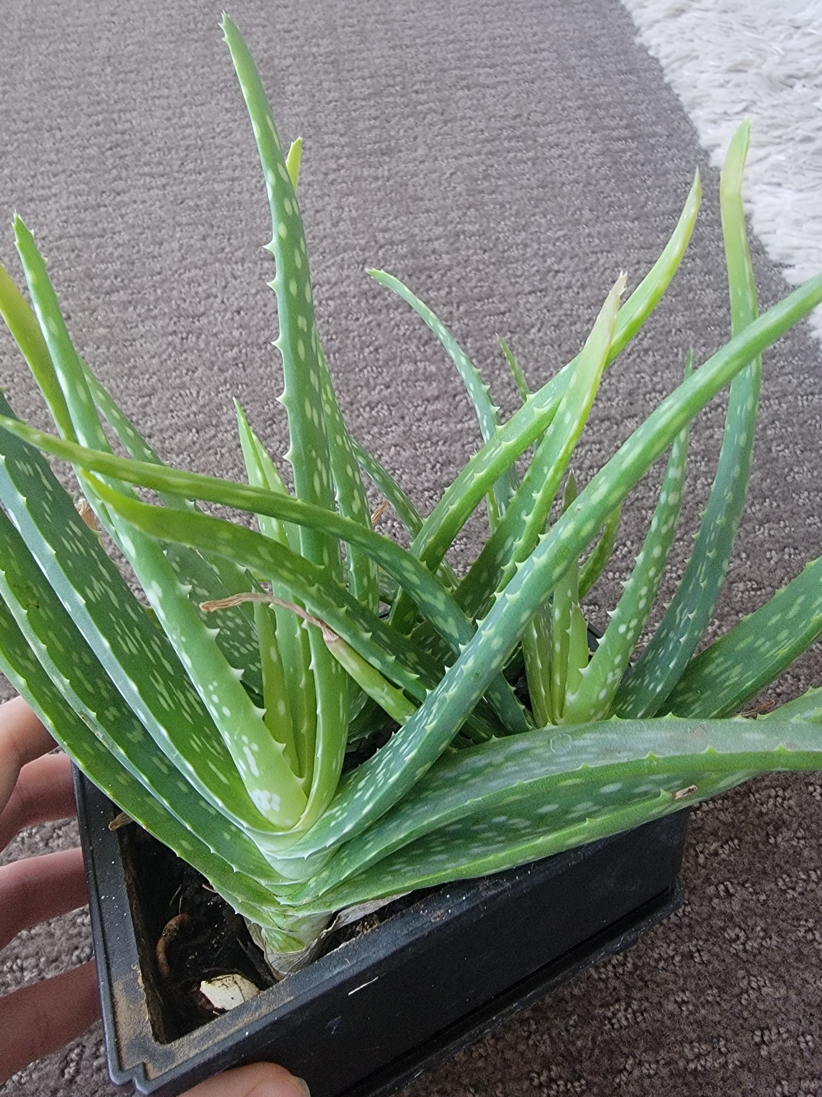 Aloe vera's for sale 5$ each for medium (5 inches tall)