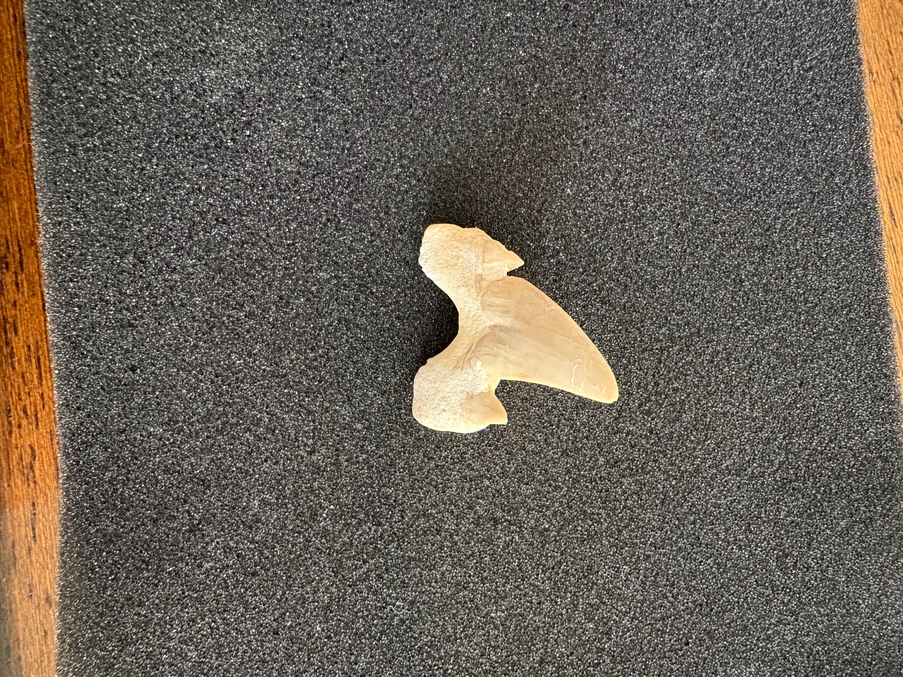 Fossilized Shark Tooth - photo 2