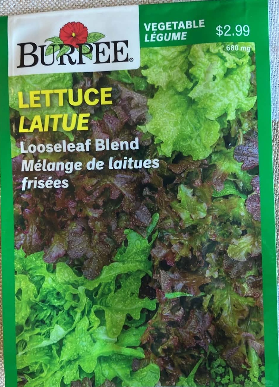 Lettuce Looseleaf Bland Seeds