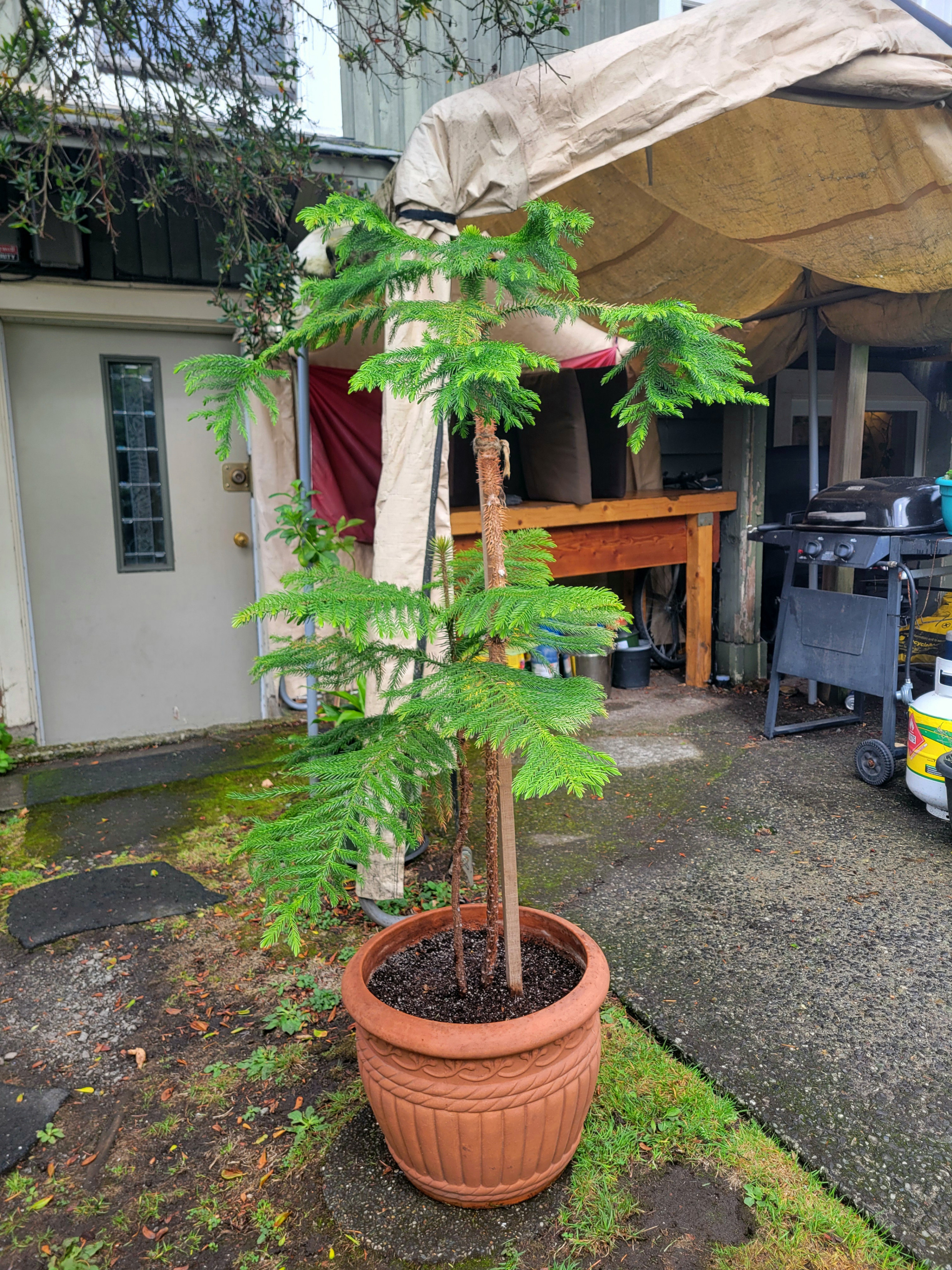 Two Norfolk Pine Trees in Ceramic Planter (4.4 ft) - photo 2