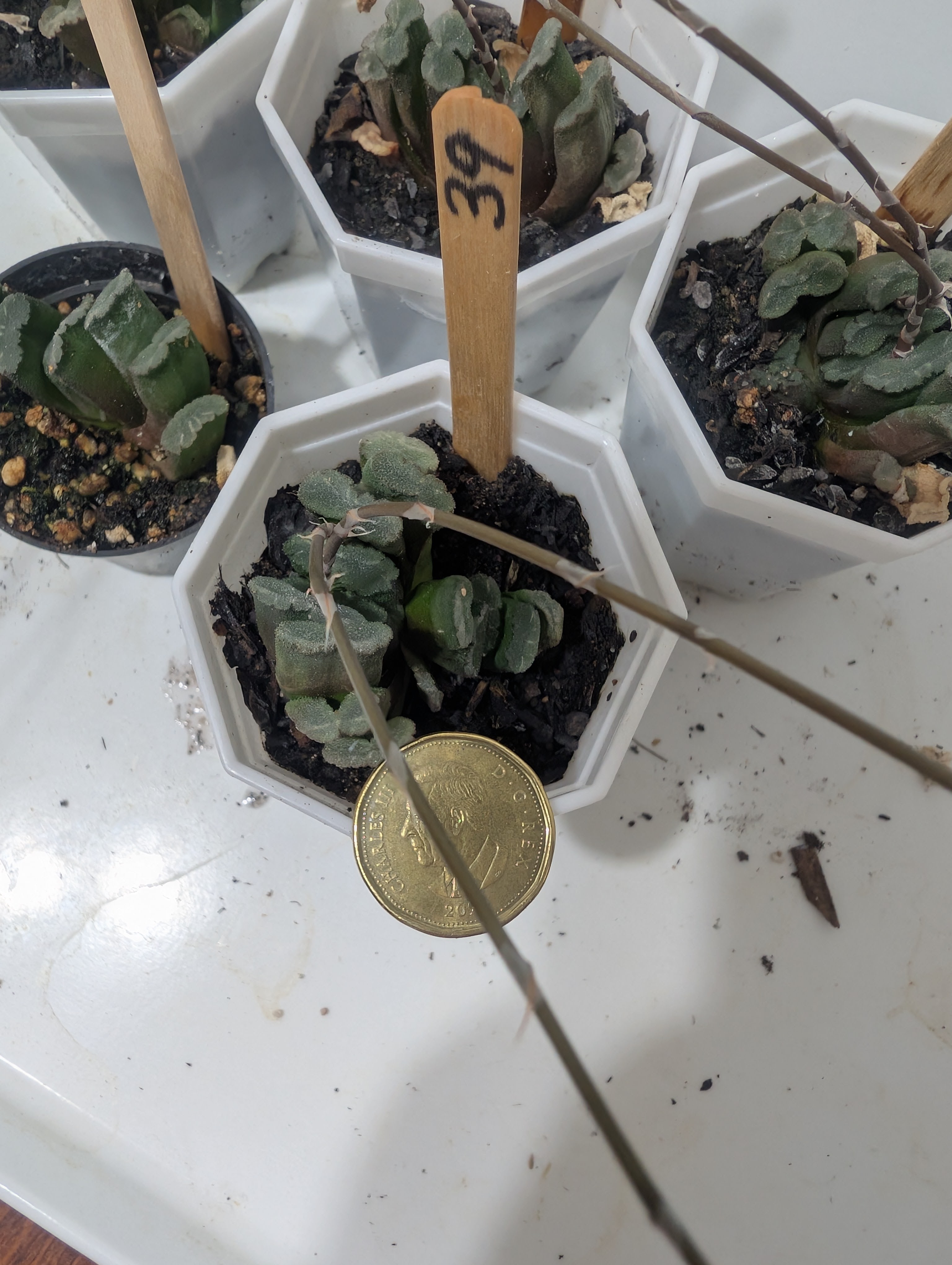haworthia truncata mini tropical succulents plants - photo 4