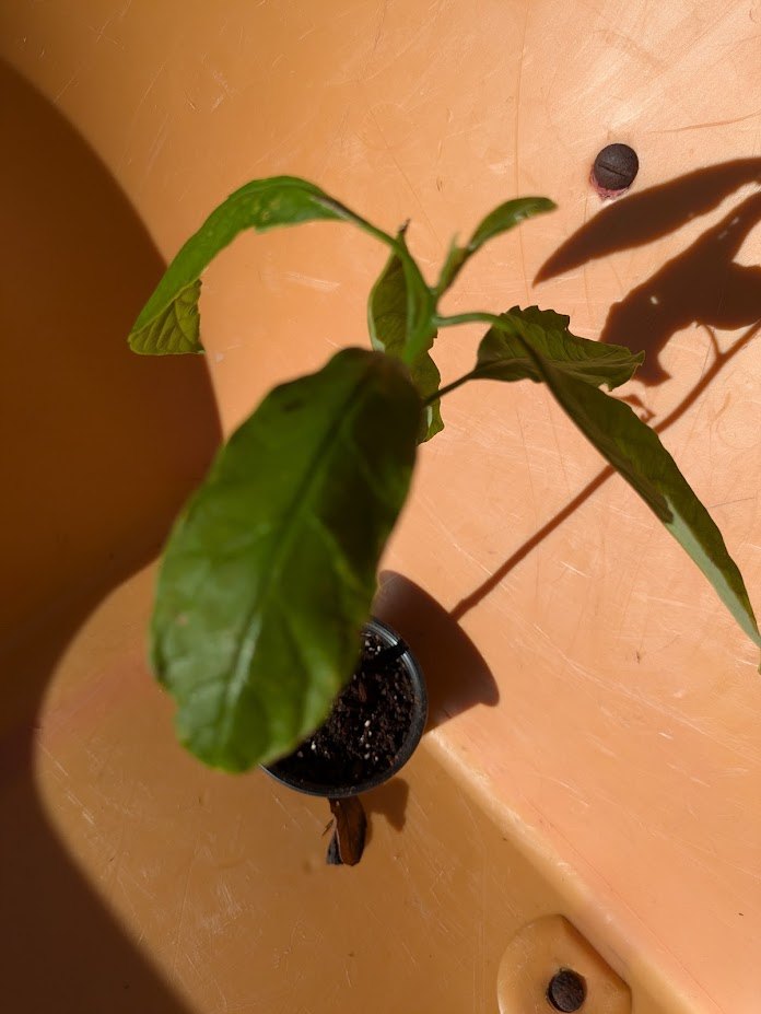 Jamaican Avocao Plant for indoors - photo 2