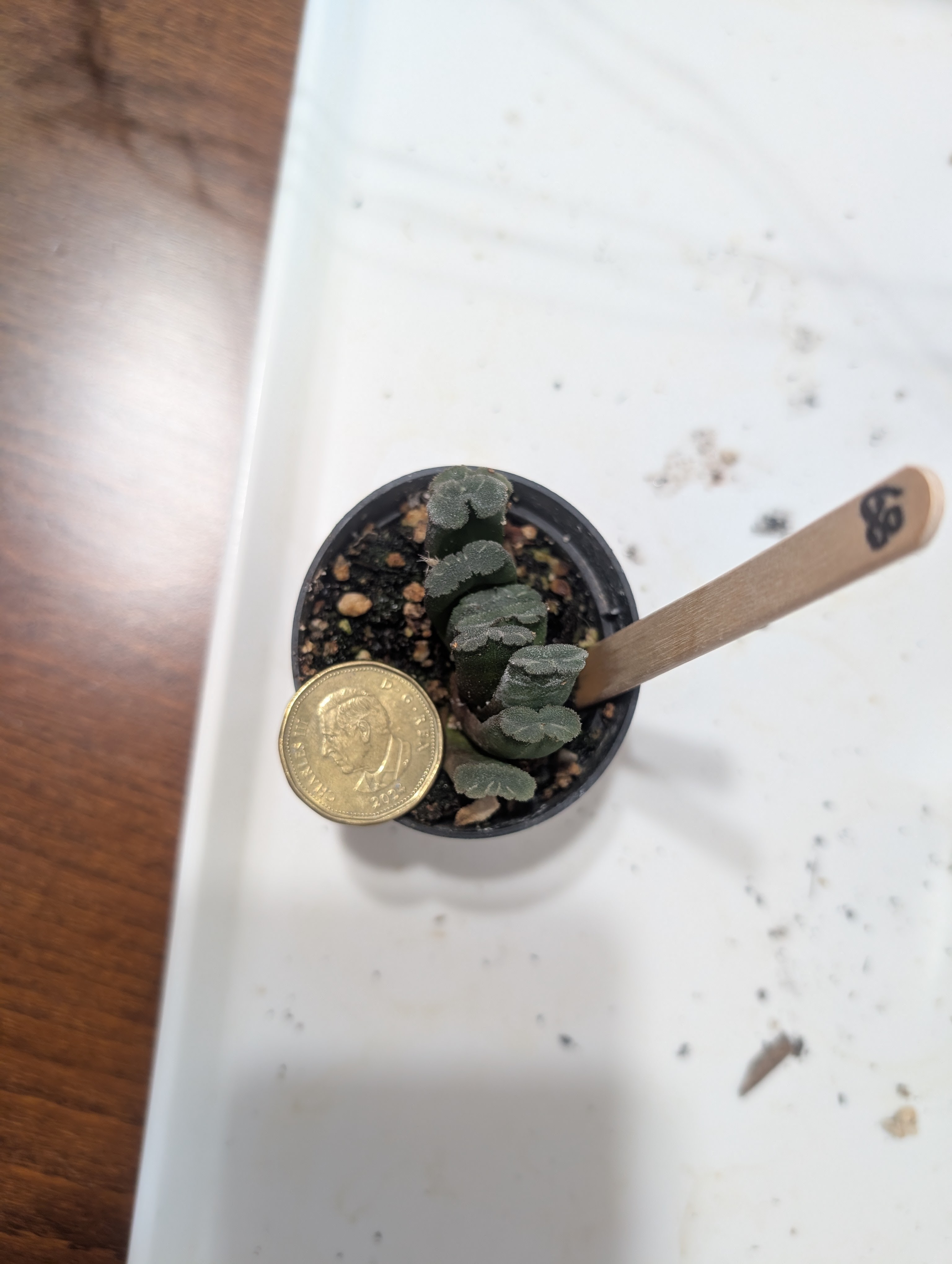 haworthia truncata mini tropical succulents plants - photo 5