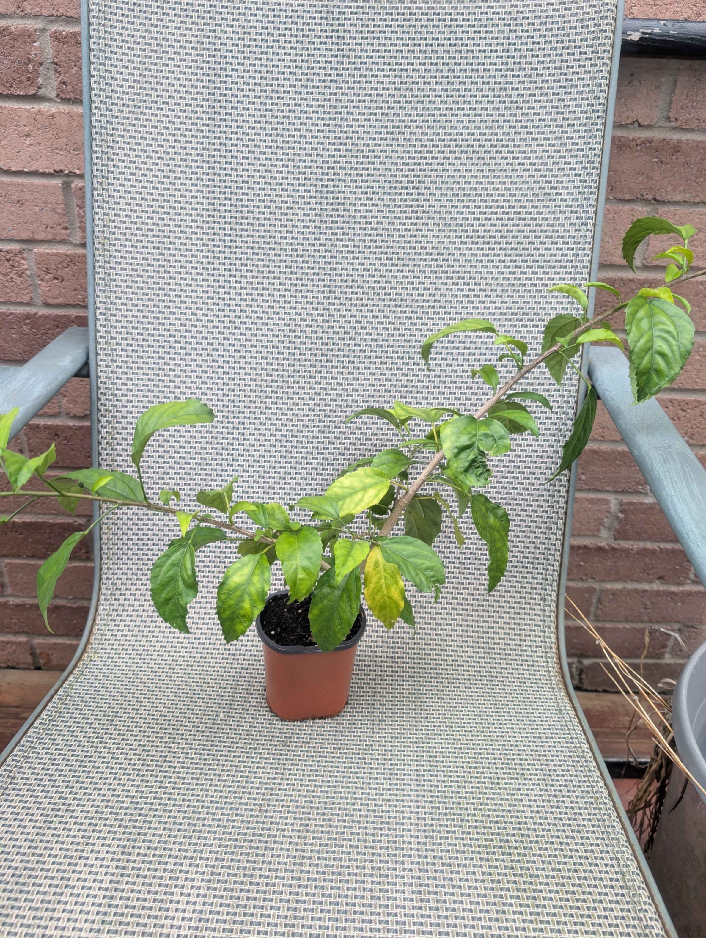 hibiscus schizopetalus rare tropical plant tree flowering size - photo 2