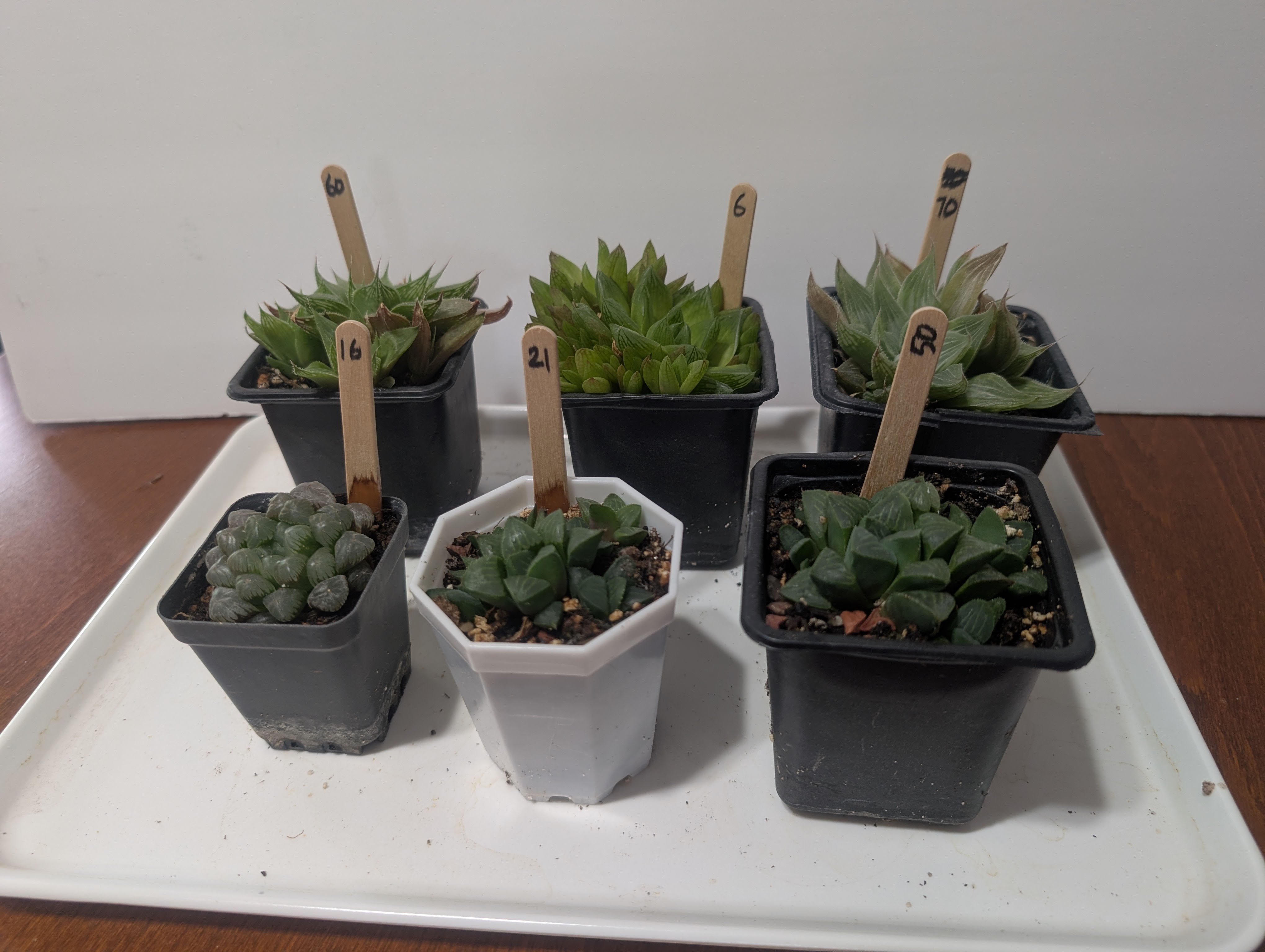 haworthia tropical succulents mini houseplants - photo 3
