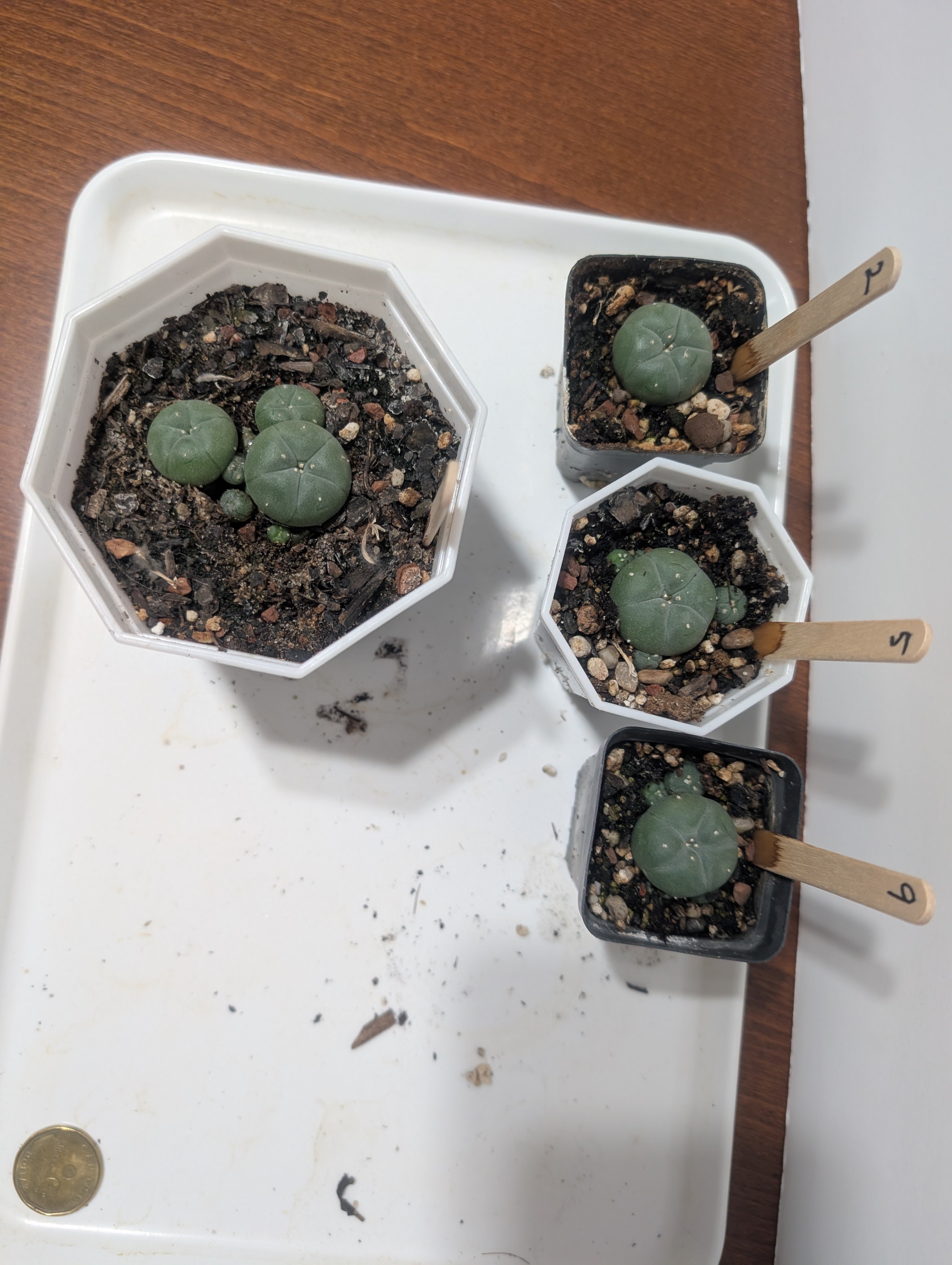 lophophora williamsii var caespitosa peyote cactus - photo 2