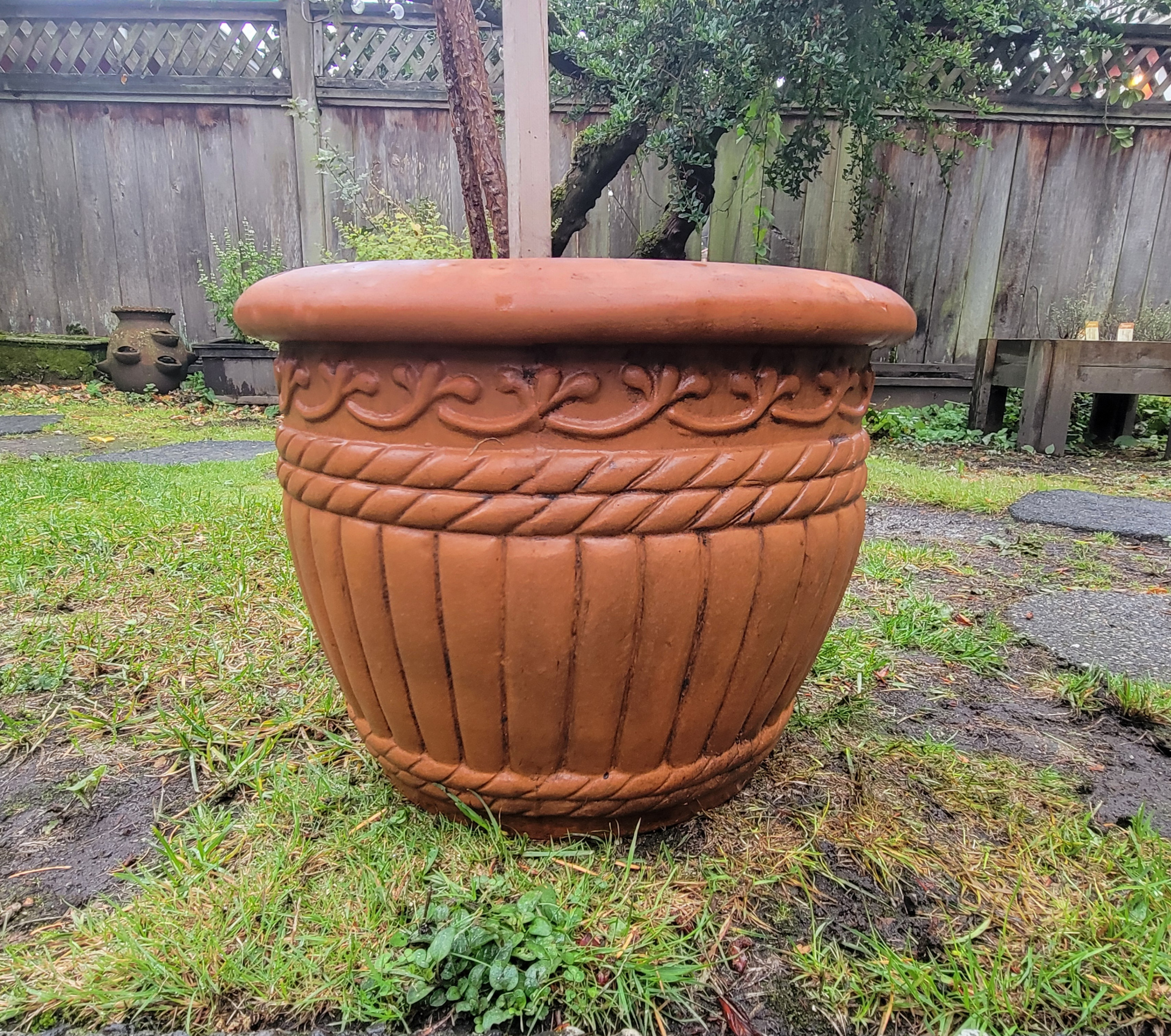 Two Norfolk Pine Trees in Ceramic Planter (4.4 ft) - photo 5