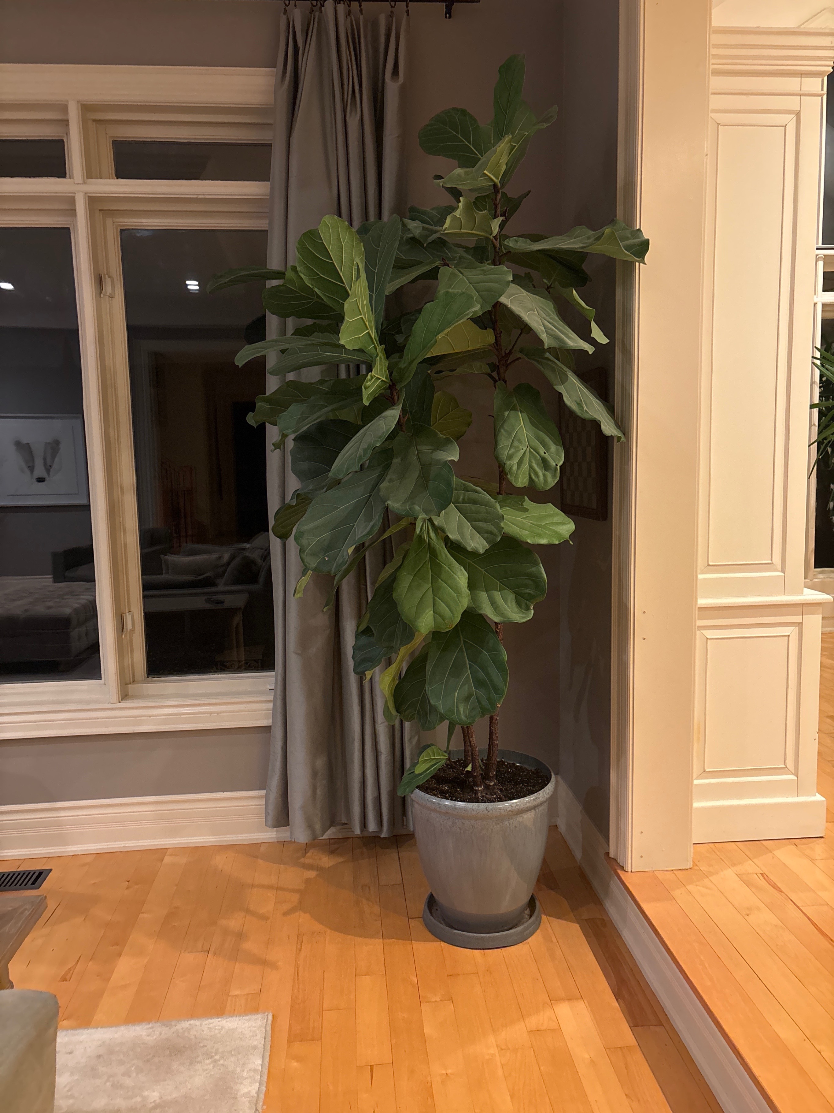 Fiddle Leaf Fig Tree