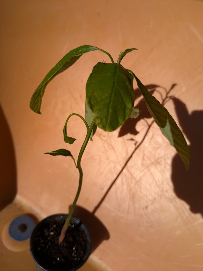 Jamaican Avocao Plant for indoors - photo 3