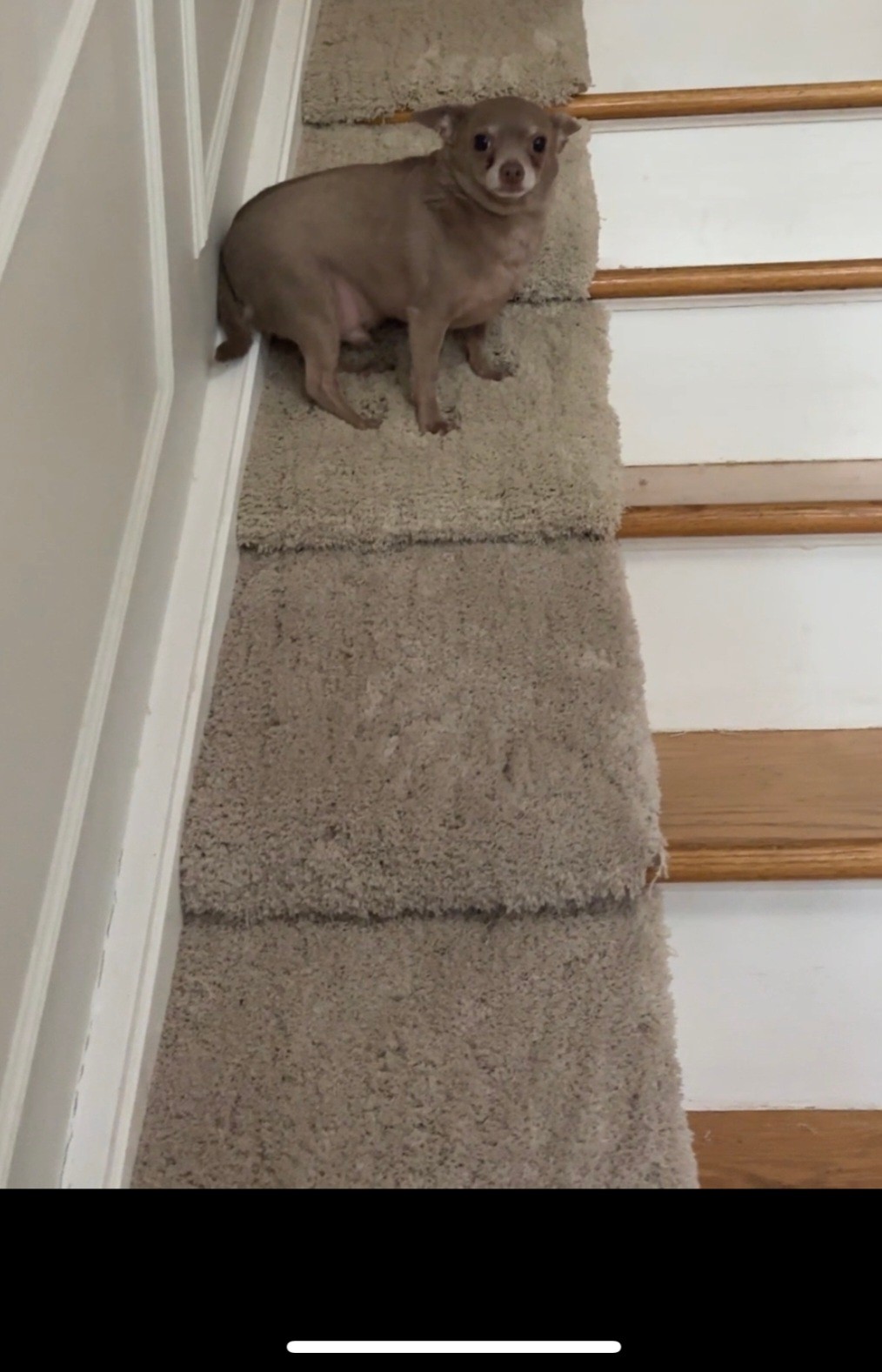 Individual Stair Ramps for Small/Older Dogs, Buy 1 or up to 11 - photo 5