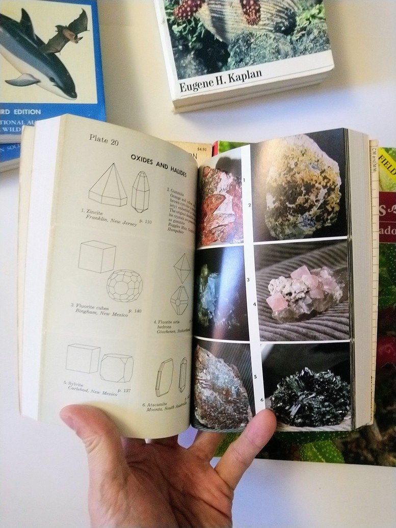 Nature Field Guides! - photo 5