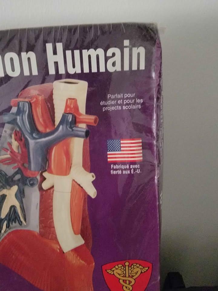 LINDBERG #71311 HUMAN LUNG MODEL KIT NEW IN ORIGINAL BOX, SEALED - photo 3