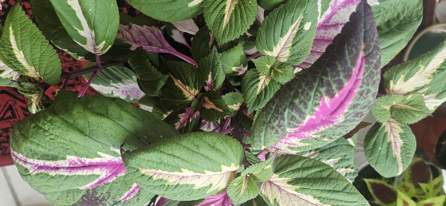 Coleus Plant - photo 2