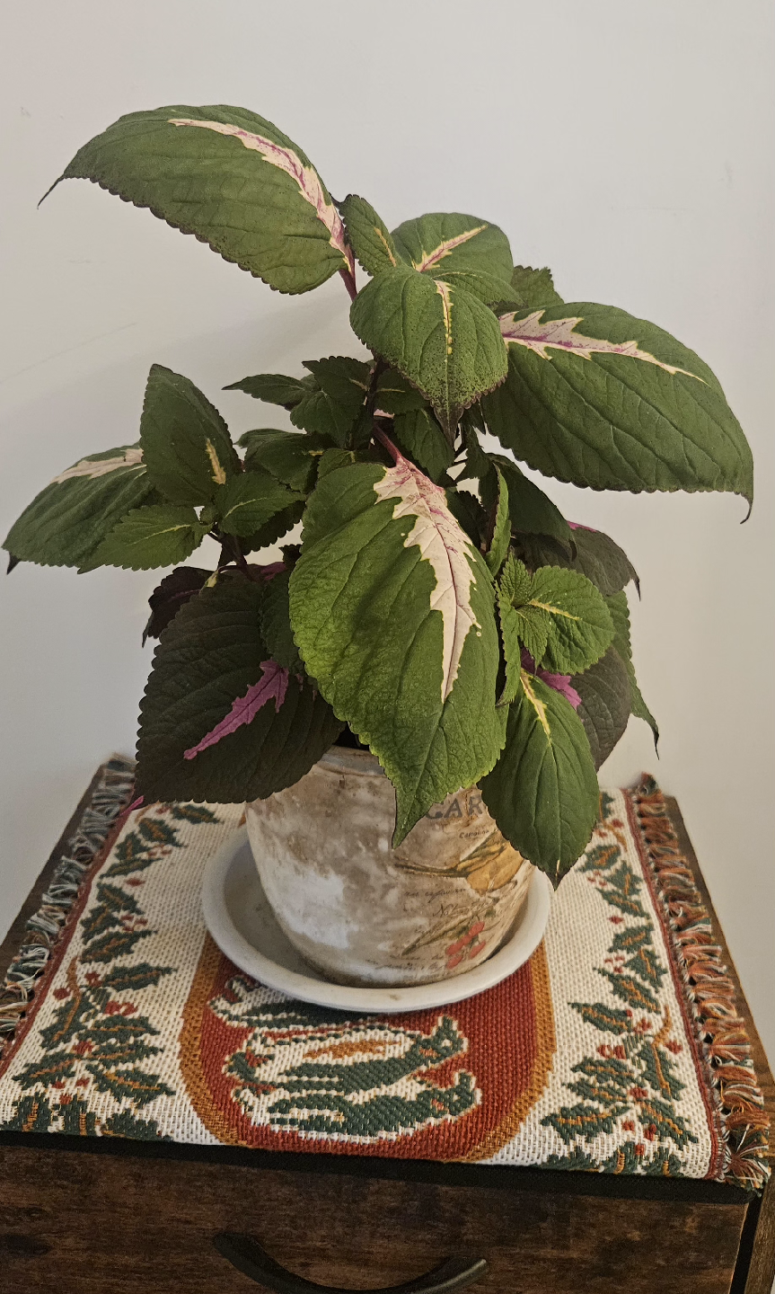 Coleus Plant - photo 4