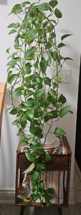 Pothos Plant - photo 3