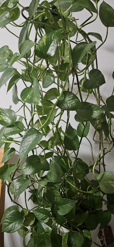 Pothos Plant