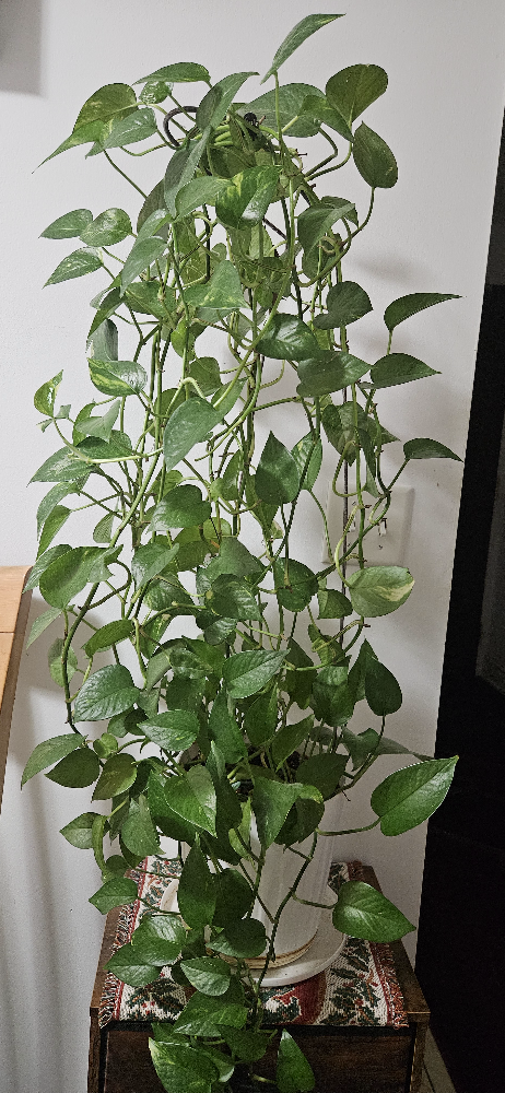 Pothos Plant - photo 4