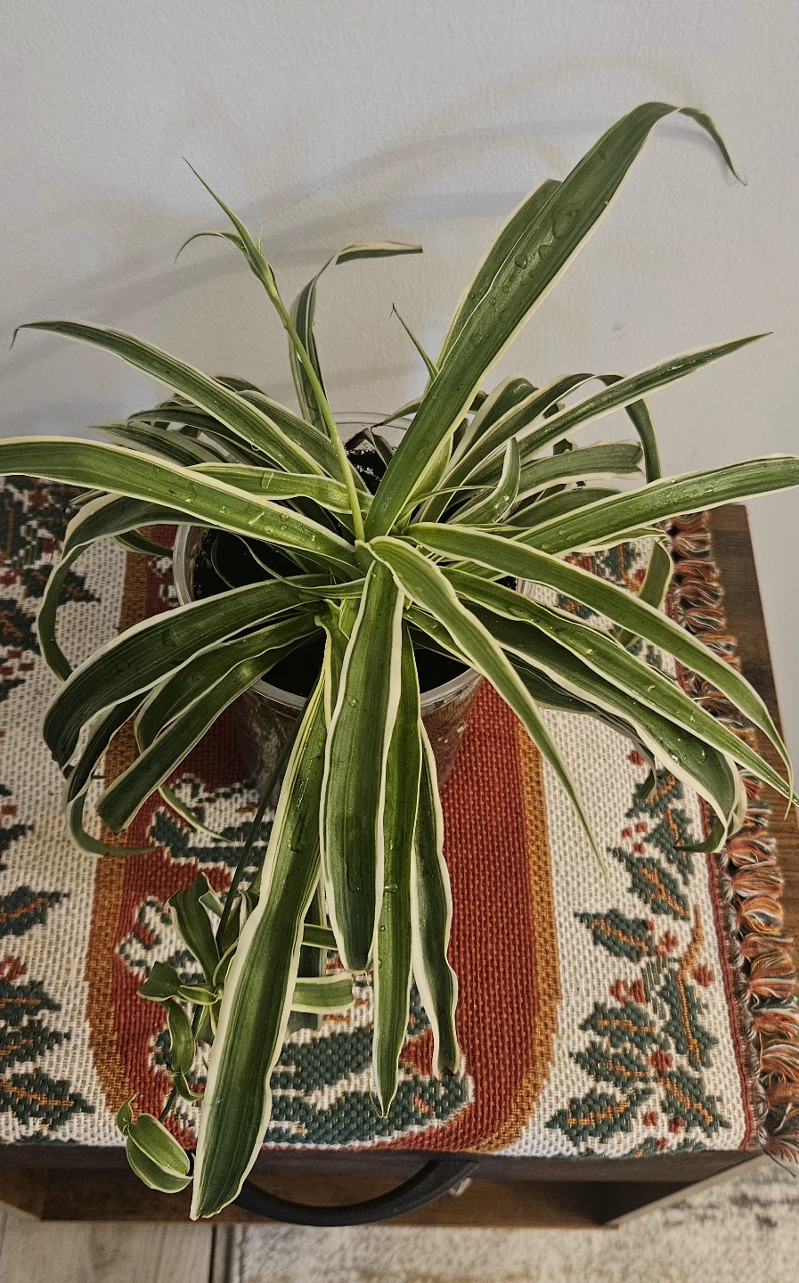 Spider Plant