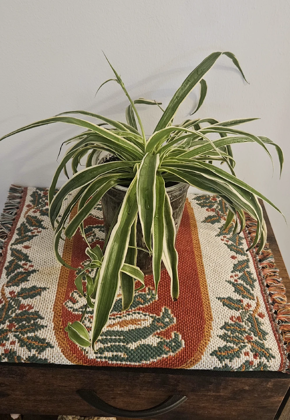 Spider Plant - photo 2