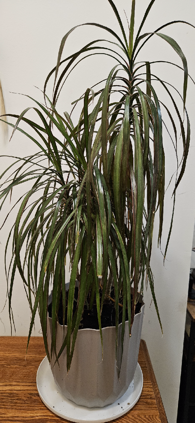 Dracaena Marginata Plant , Discount only today and tomorrow - photo 3