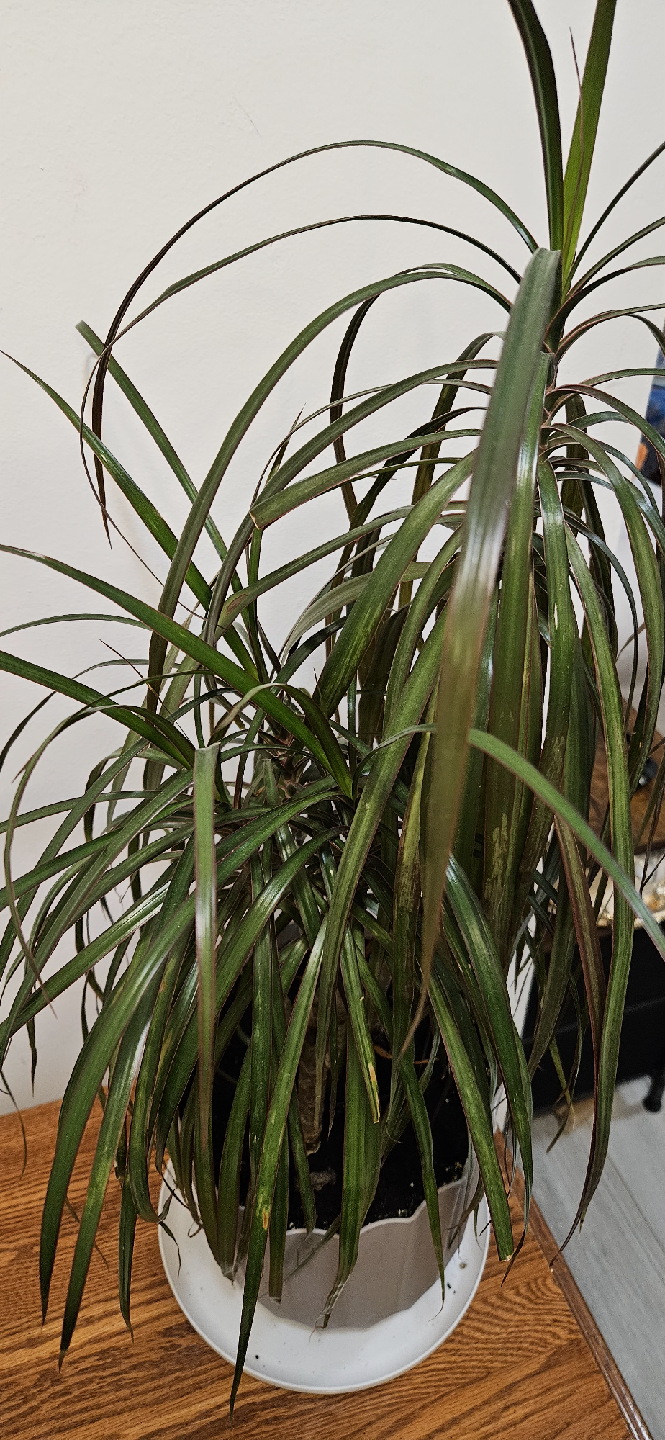 Dracaena Marginata Plant , Discount only today and tomorrow - photo 2