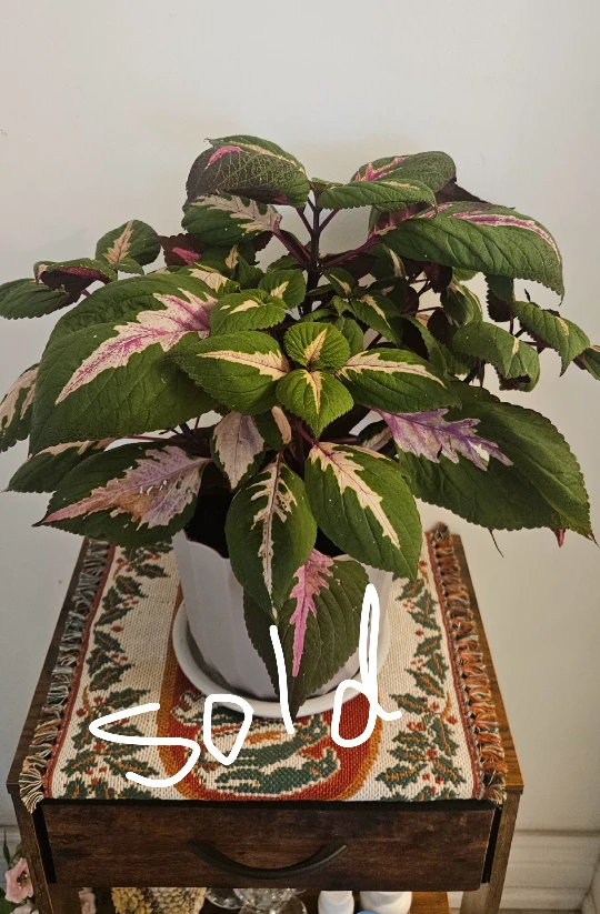 Coleus Plant