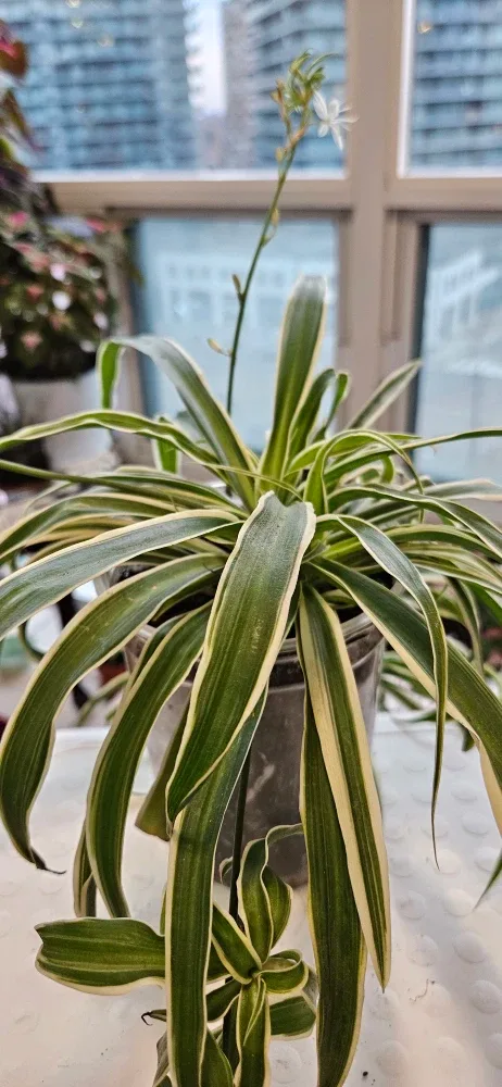 Spider Plant