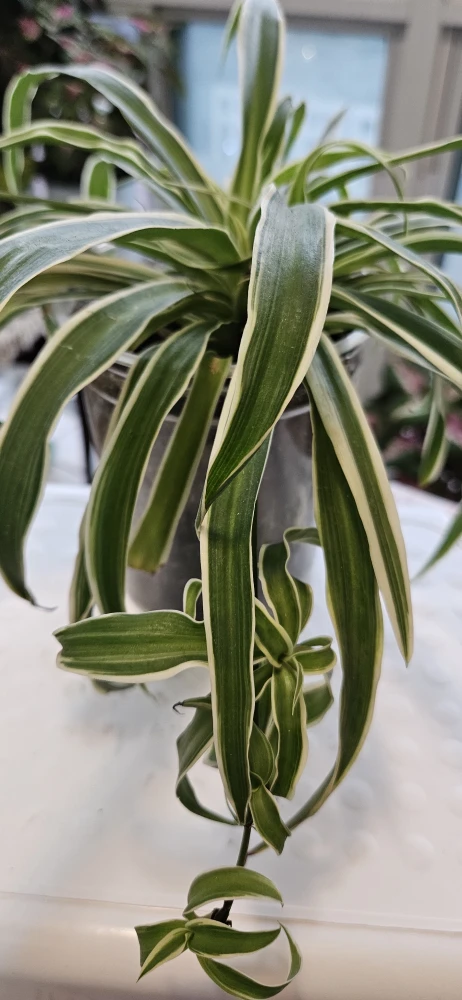 Spider Plant - photo 3